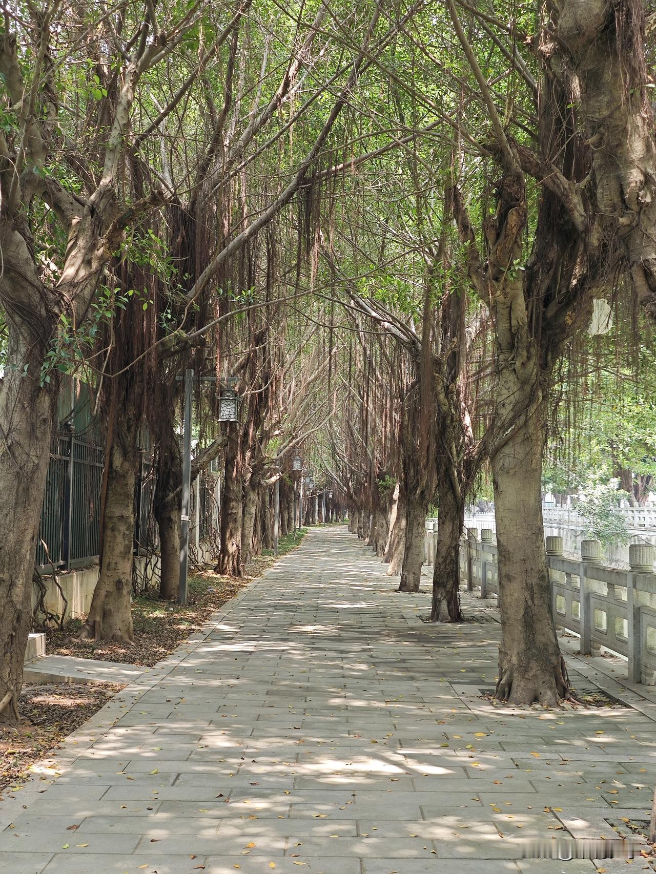 福州不愧是榕城，内河沿岸的小路一路榕树成荫。午后漫步于此，四周安静悠然，清风拂过