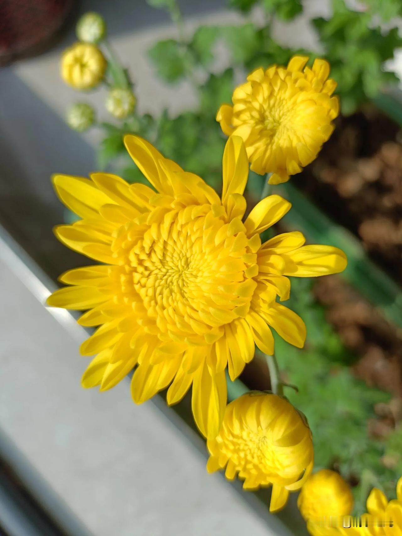 谁有花草照片，可以晒下吗菊花绽放闹新春