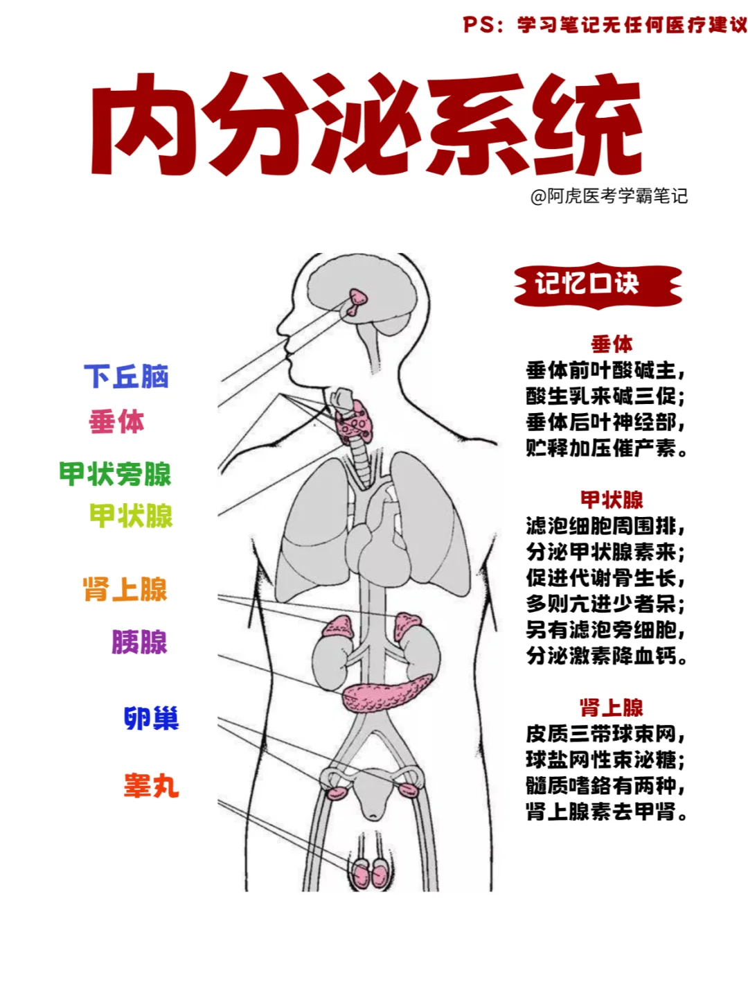 医学生笔记📒｜内分泌系统👆
