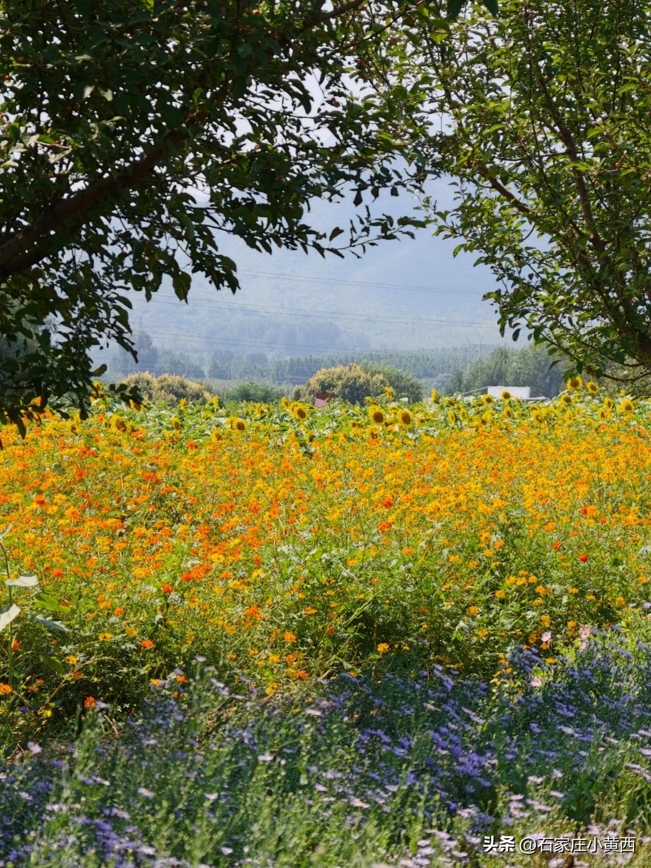 【庄里这片花海美成莫奈油画！君乐宝优致牧场，娃来了就不想走！】
每到周末，不少石