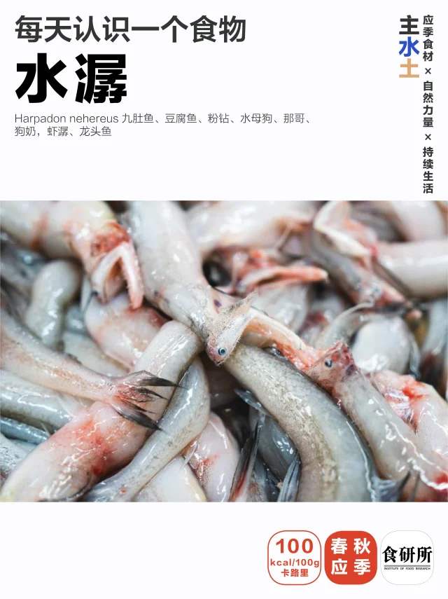 春日软嫩 | 九肚鱼