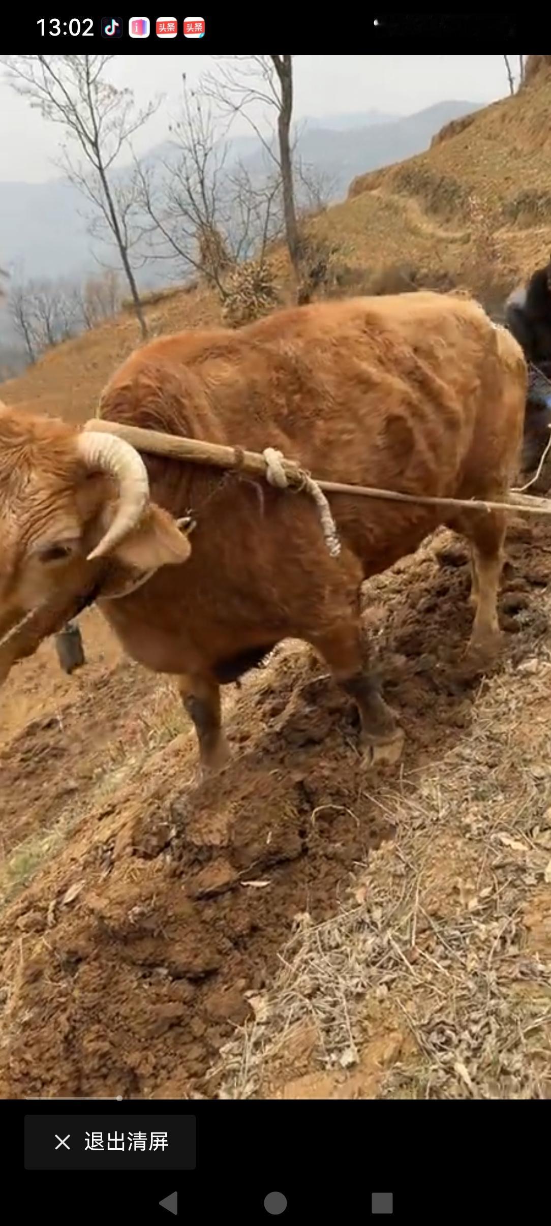 现在还有哪个地方用这种方法干农活？山区的农村还真的有呢！这也是大家满满的回忆！
