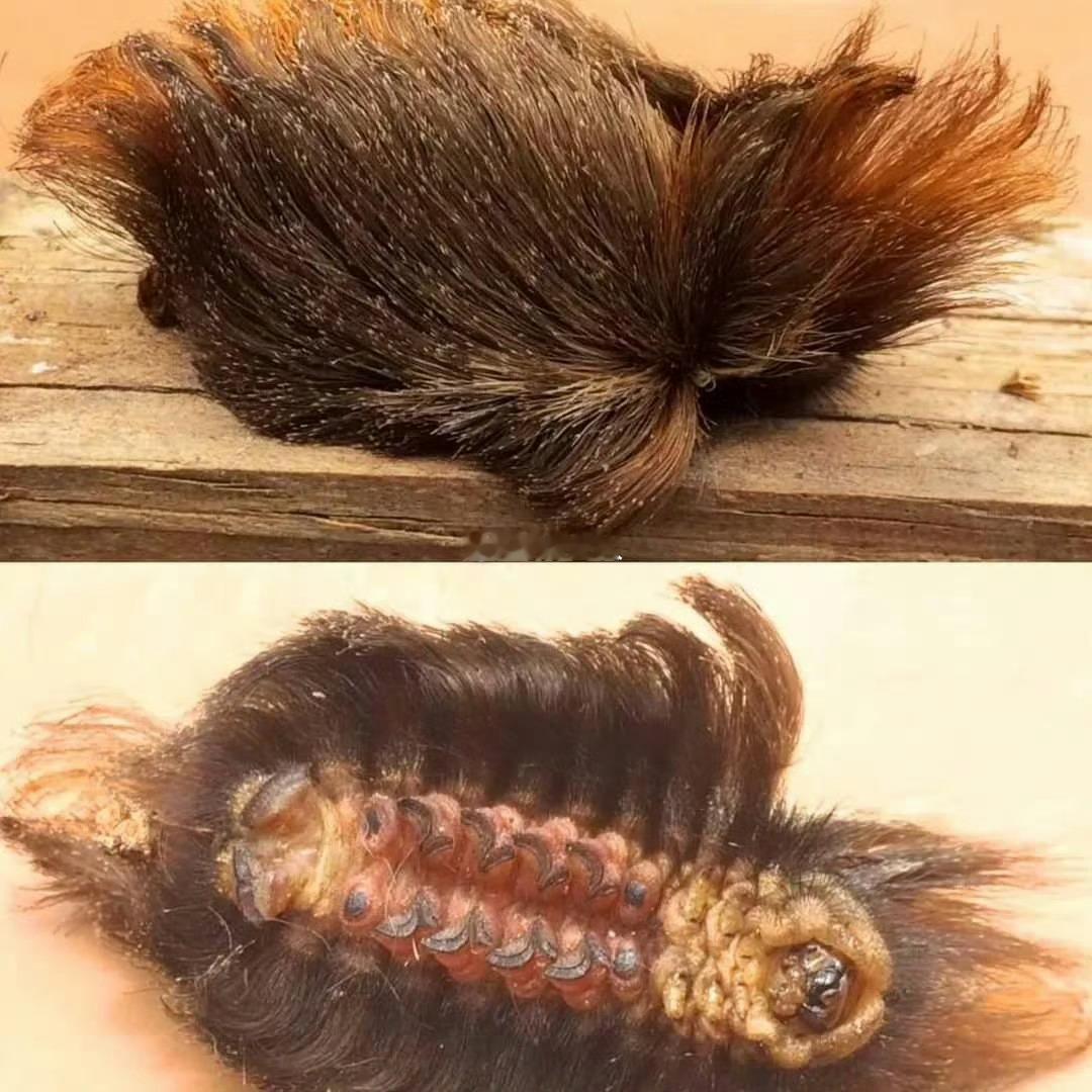 你以为是发饰，其实是剧毒毛毛虫！ ​​​