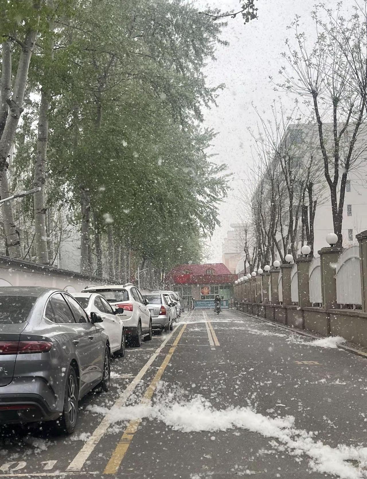 人间四月天～我们这里下雪了～杨树毛子 柳絮