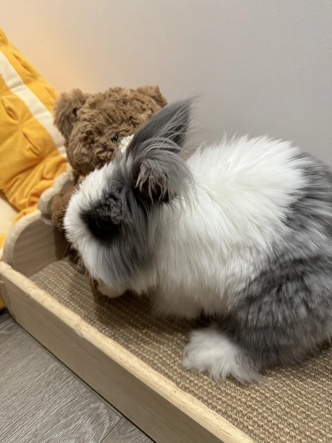 今晚跟小熊🐻睡
