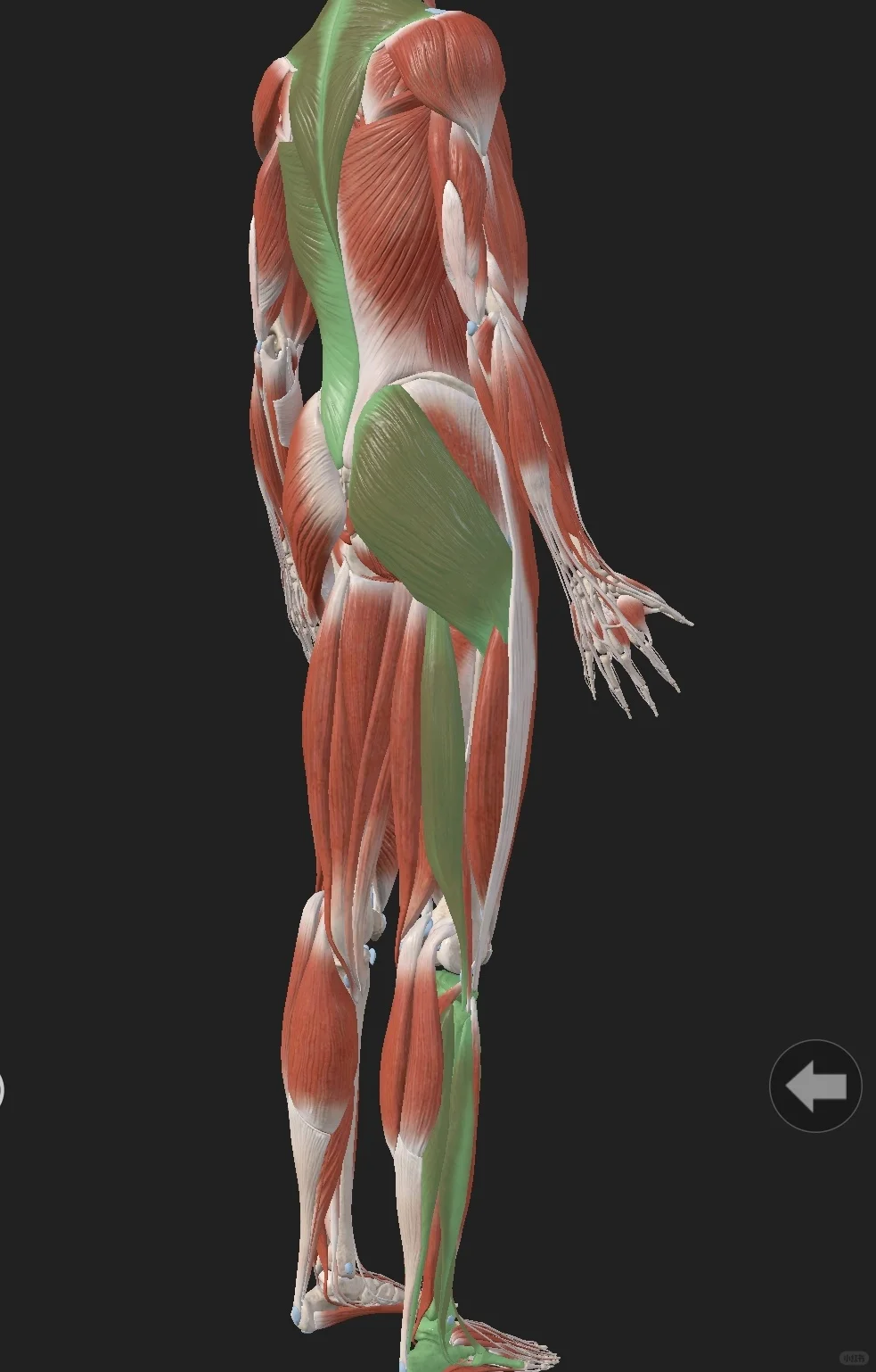 崴脚之后，产生慢性腰腿痛和体态问题的概率是非常大的。 足踝是人本体感觉...