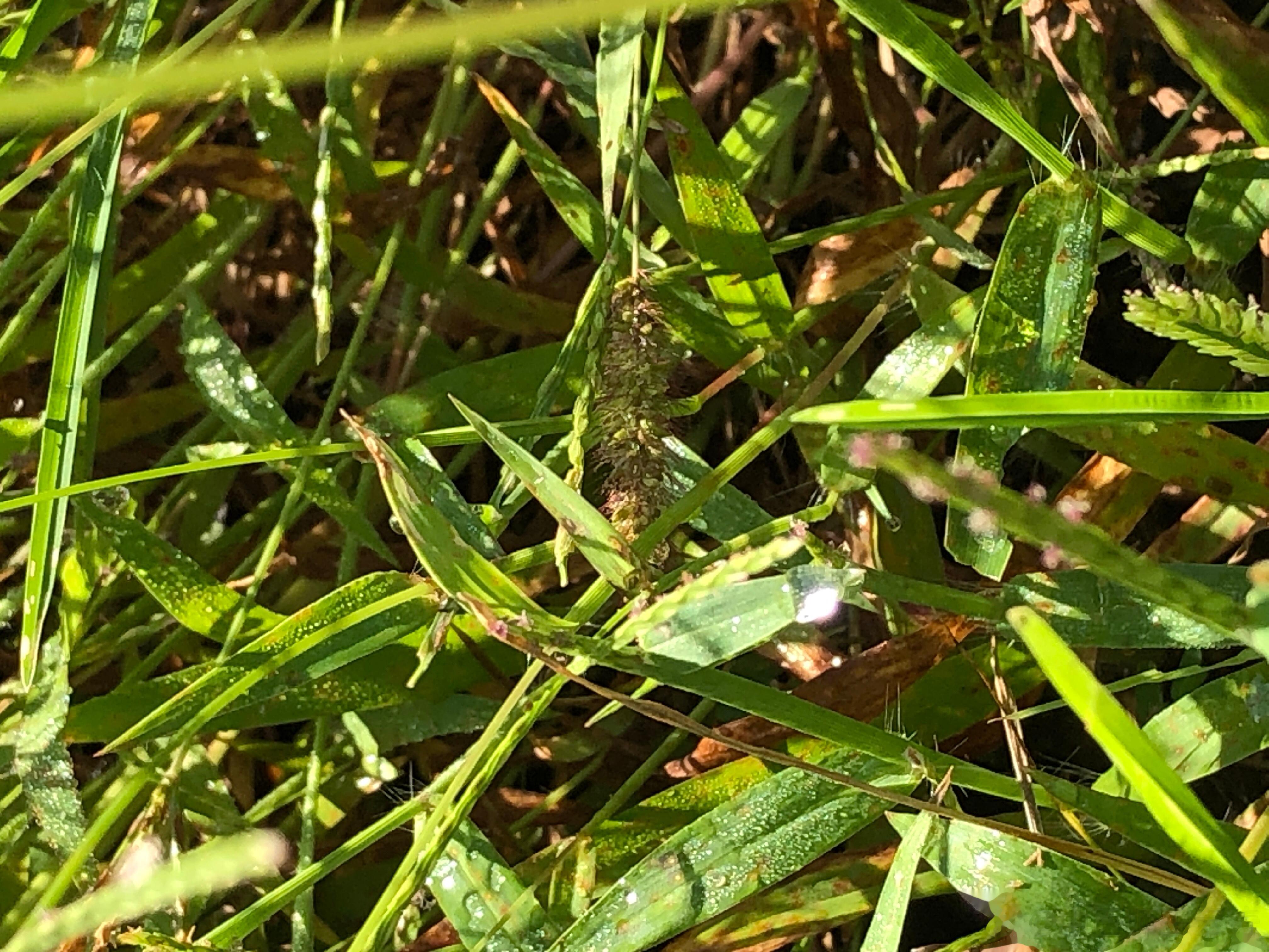 白露晨起草晶莹。天急地明号容平。 ​​​