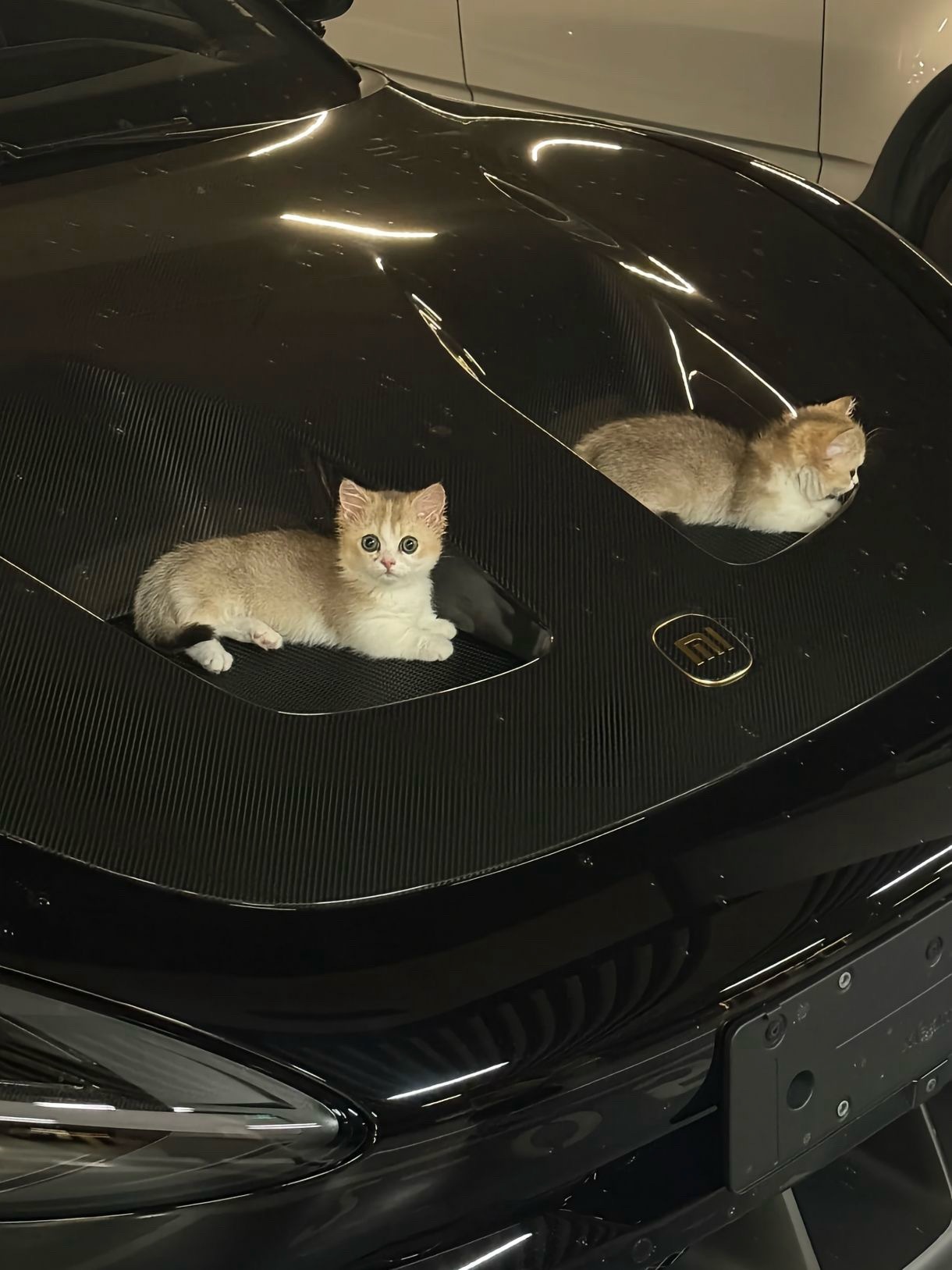 猫咪可爱伐🐈 ​​​