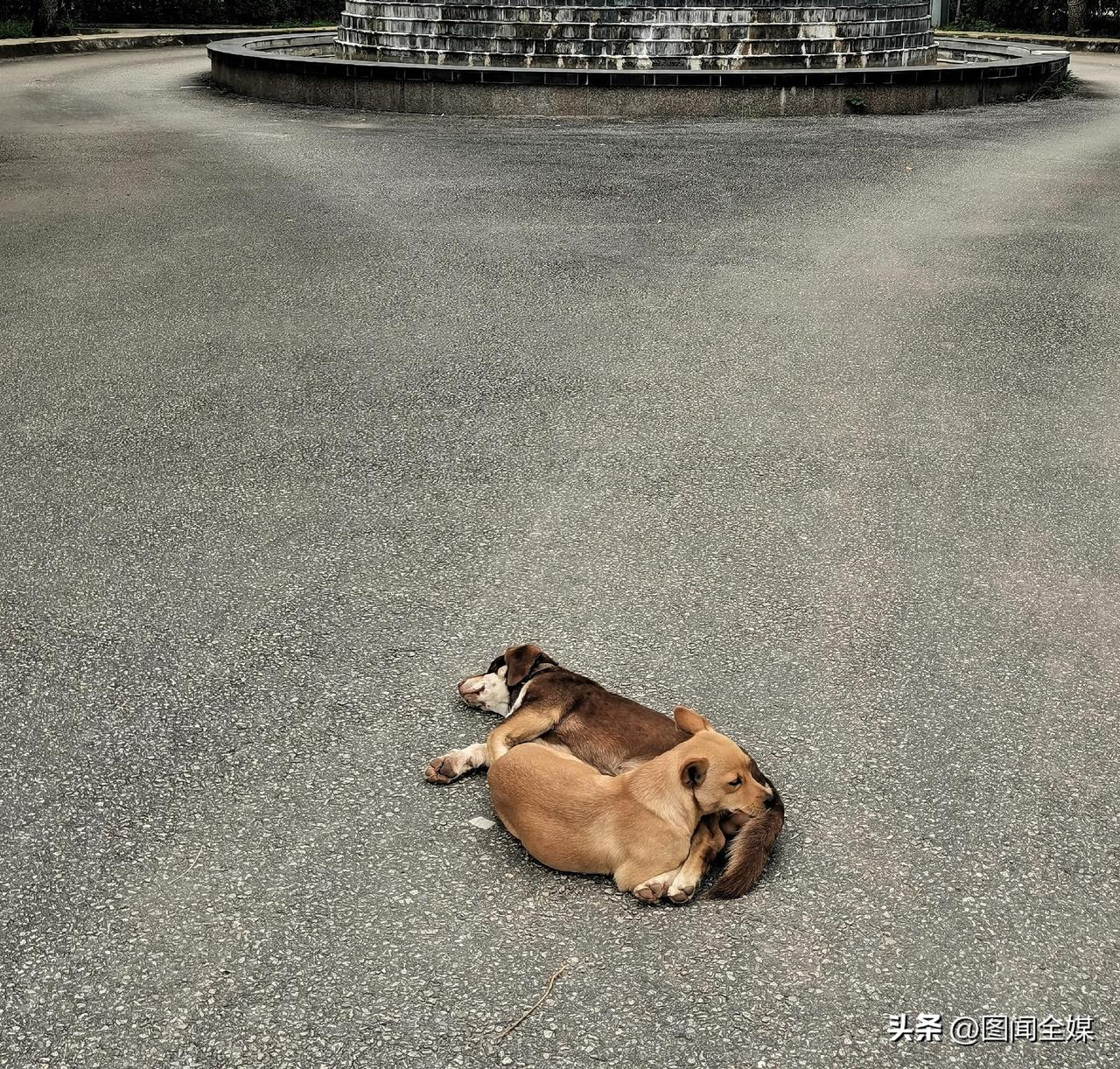 12月2日，一对亲密无间的狗夫妻在院子依偎午休，姿态亲昵尽显“浪漫”。不料，一辆