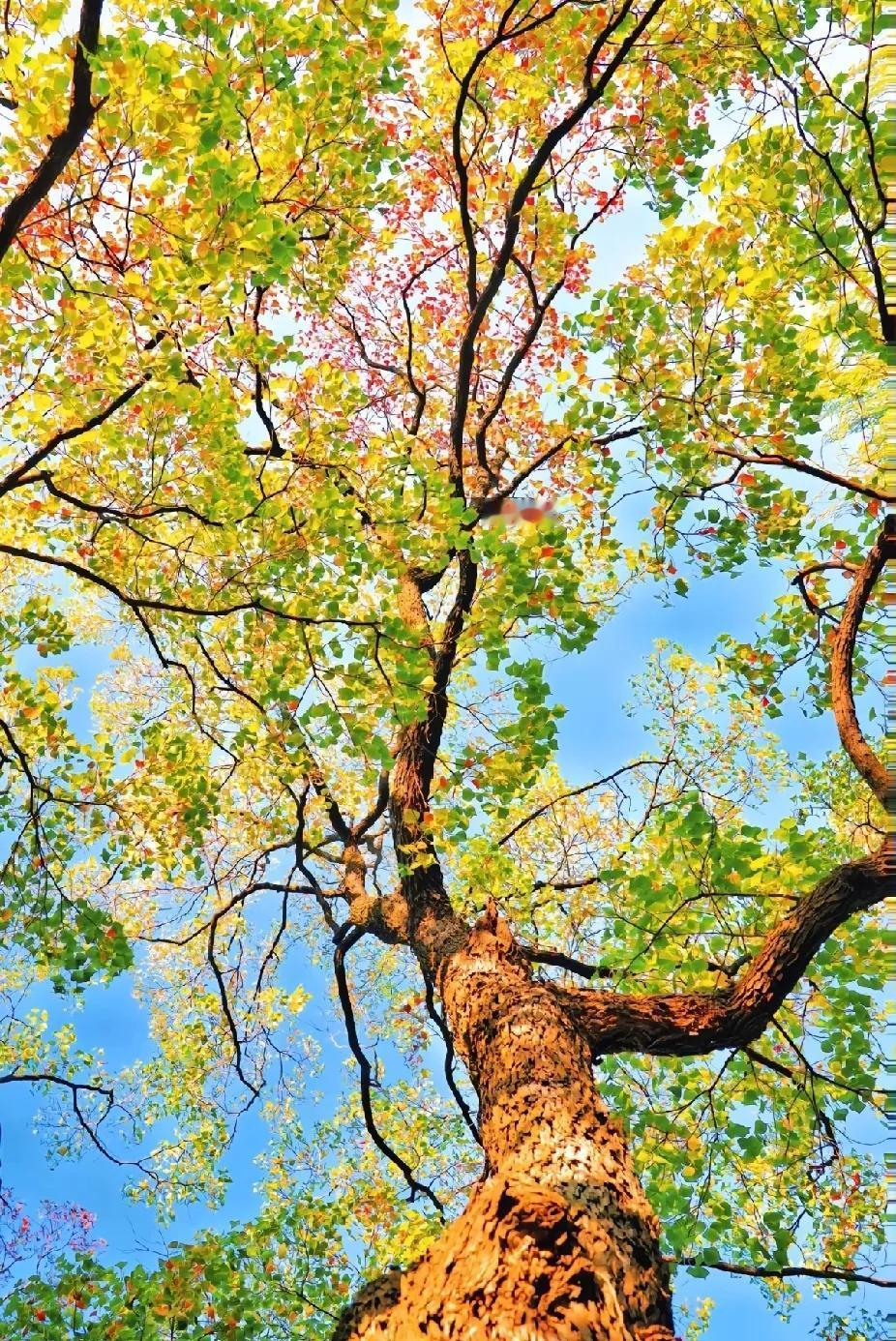 可以分享一张秋景树叶的照片吗秋天的树是五彩斑斓的，大自然打翻了秋天的调色盘，犹如