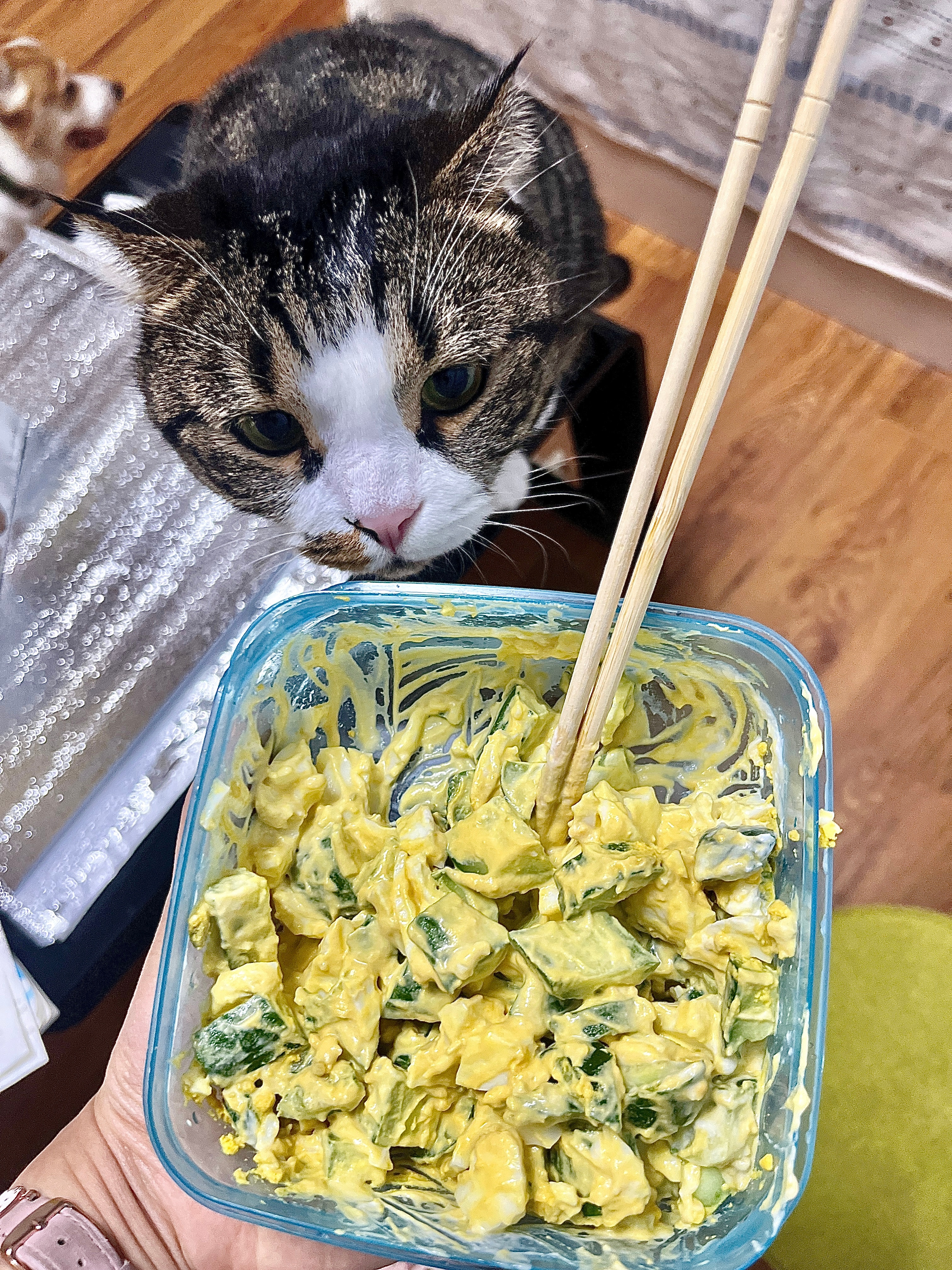 三明治酱老吃家好好吃饭