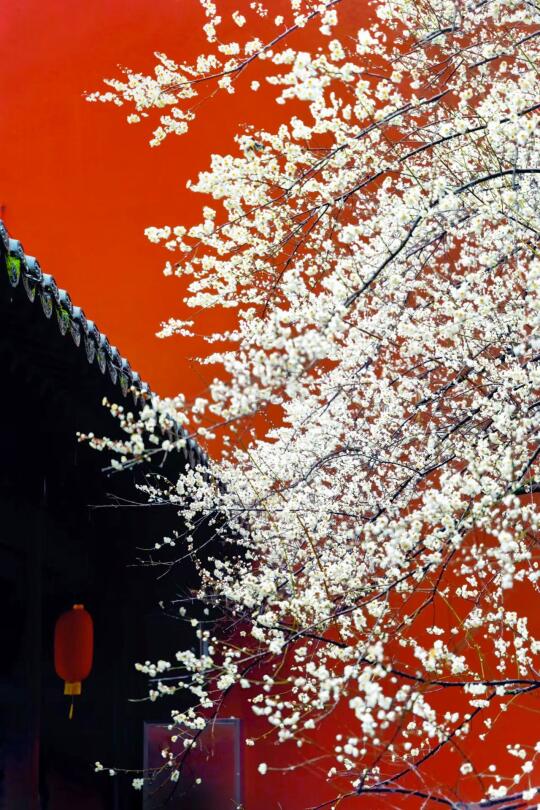 2025杭州梅花开了‼️推荐9️⃣个绝美赏花地