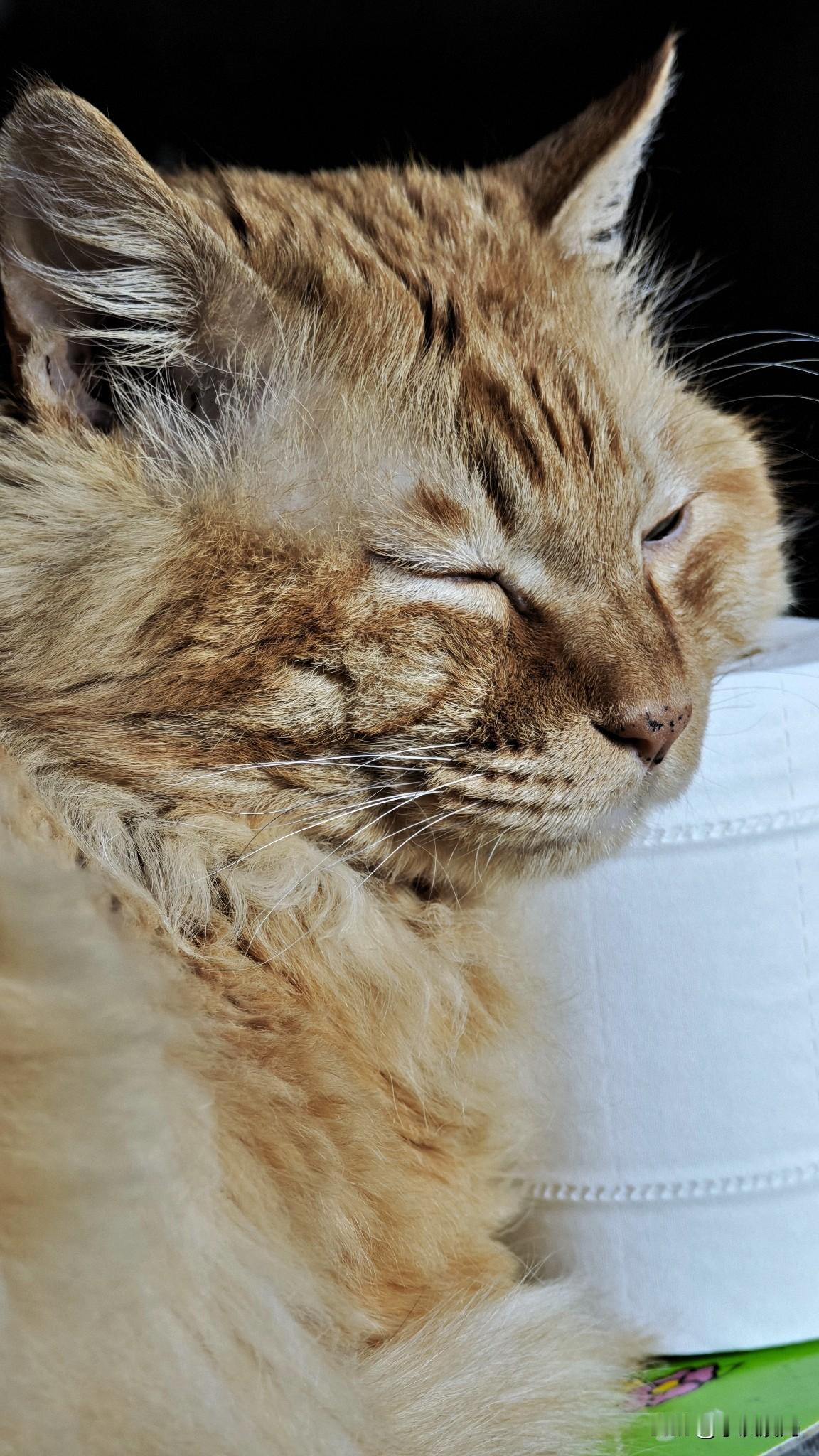 能晒一下你家猫咪慵懒的样子吗小老虎在哪里都可以睡，谁懂啊！居然靠在卫生纸上也能美