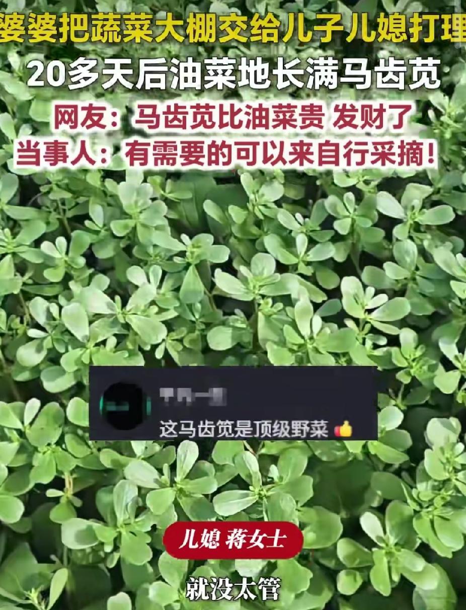 “笑不活了！”山东菏泽，婆婆把蔬菜大棚交给儿子儿媳管理。没想到，20天后，油菜地