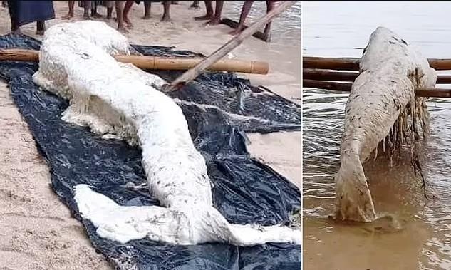 大洋洲国家巴布亚新几内亚的海滩上前阵子出现一具不明的海洋生物尸体，全身腐烂、呈白