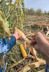 这个山东icon大学生火了！山东，男孩国庆icon8天假，掰了7天半玉米，剩半天