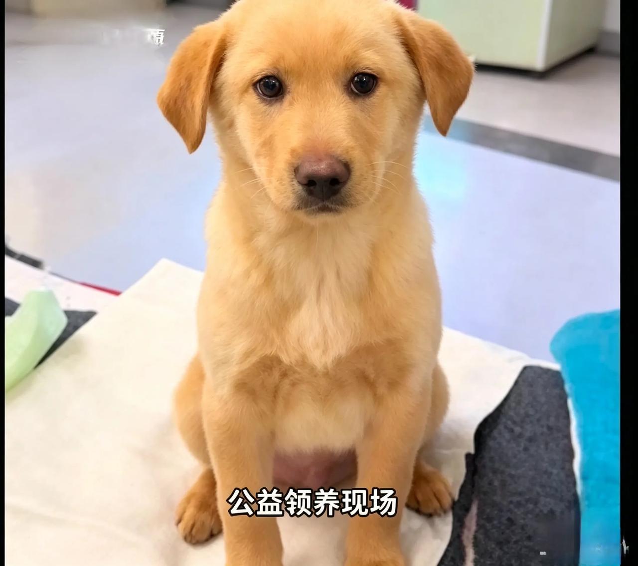 领养现场小狗浑身发颤，拼命挺直身子，它心里究竟在担忧什么？
 北京公益领养现场实