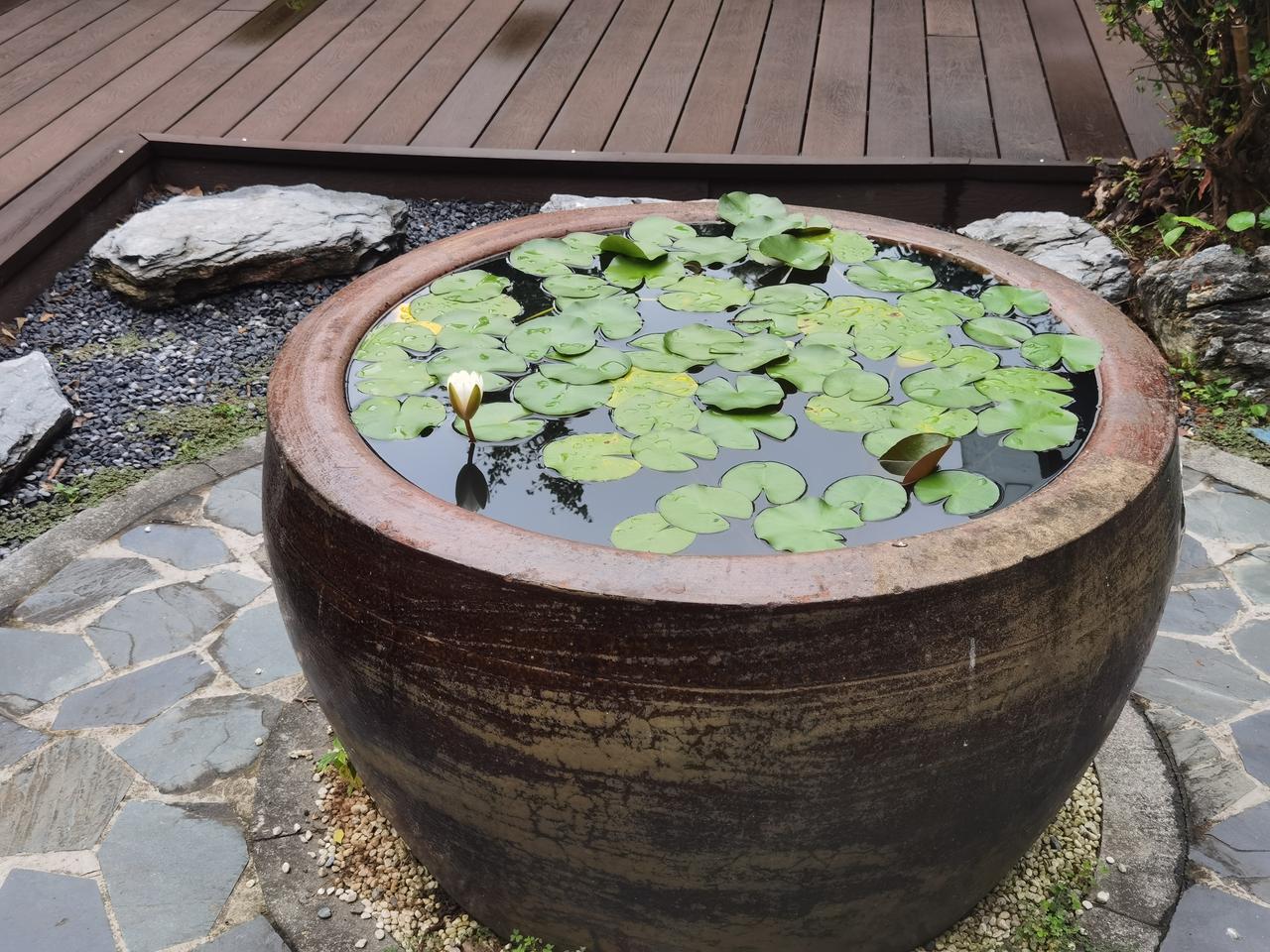 睡莲一天的变化