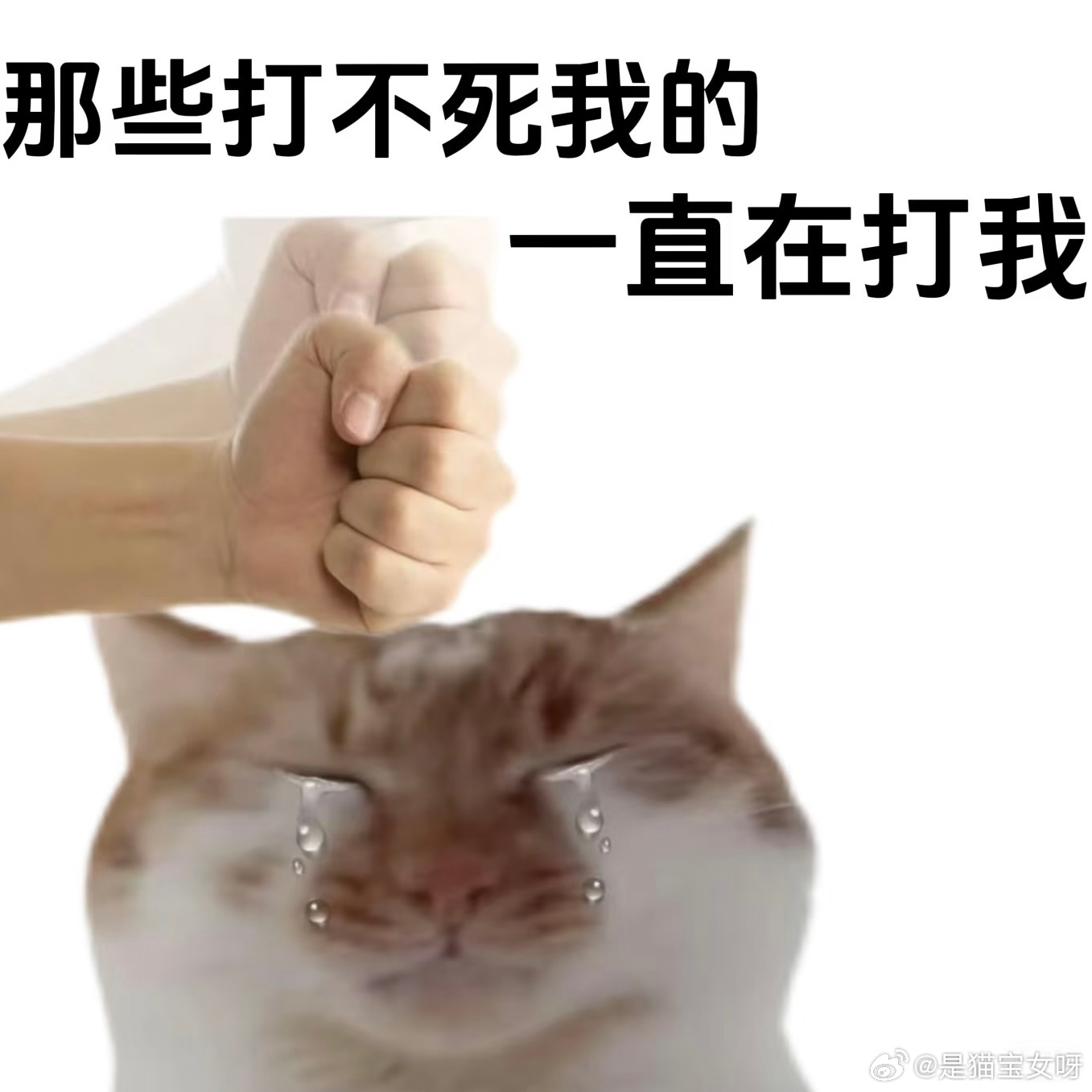 贼烦周日，早起真能要了狗命  ​​​
