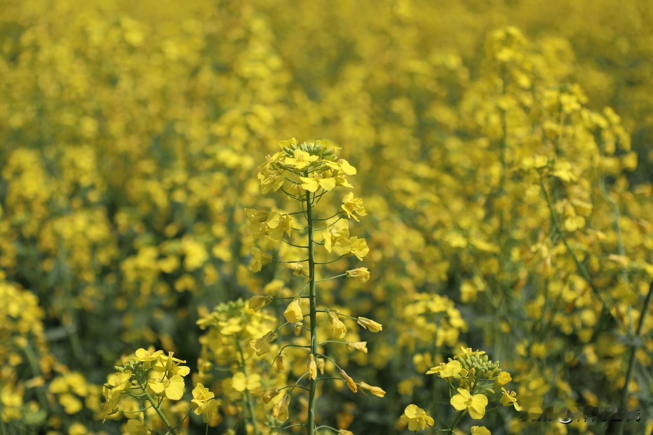 春天，是大自然打翻的调色盘，泼洒出一片烂漫花海。粉的像霞，红的似火，白的若雪，一