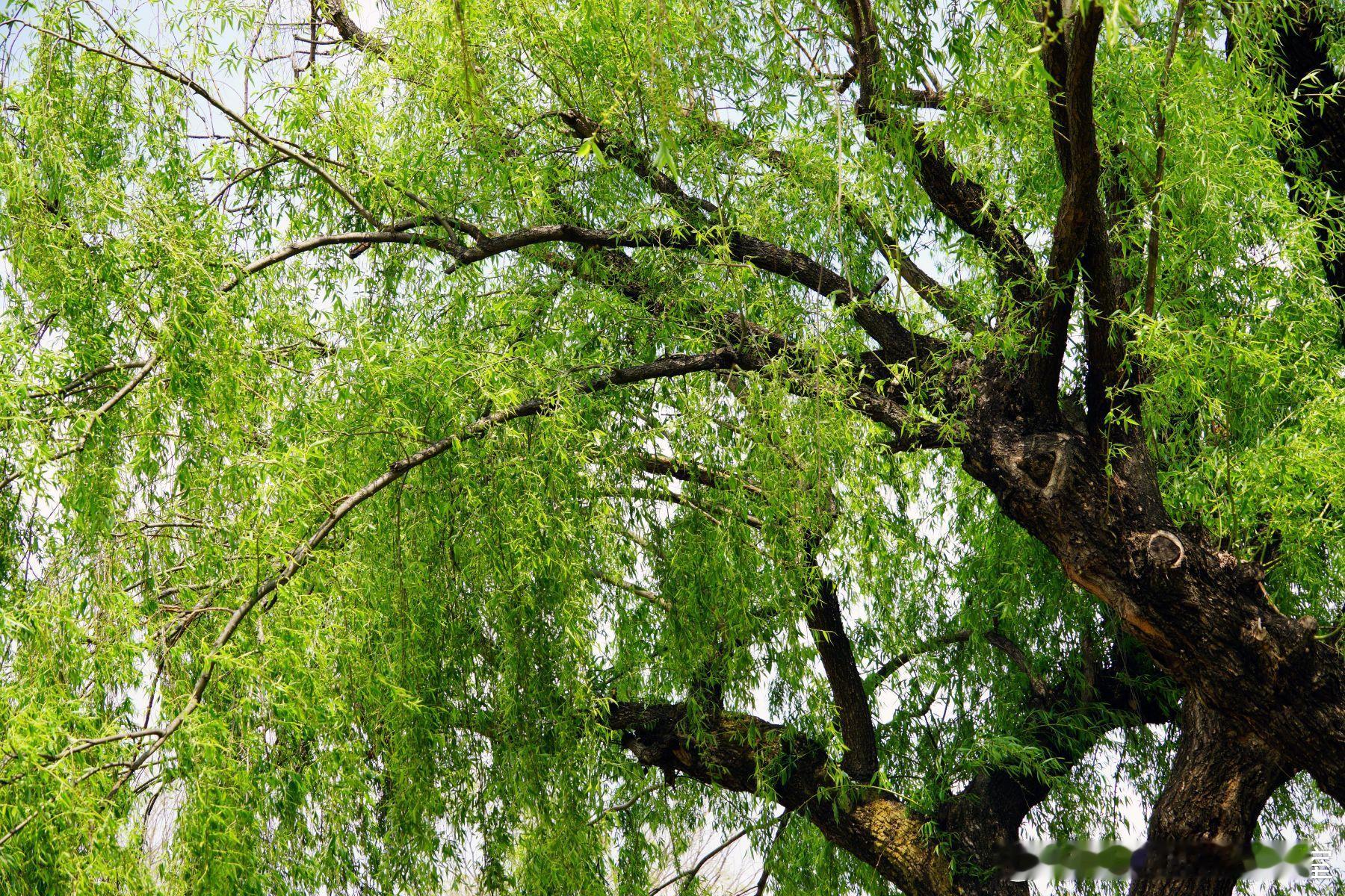 【激励退出】股权激励，如何实现“好聚好散”？核心观点：退出机制是激励计划不可或缺