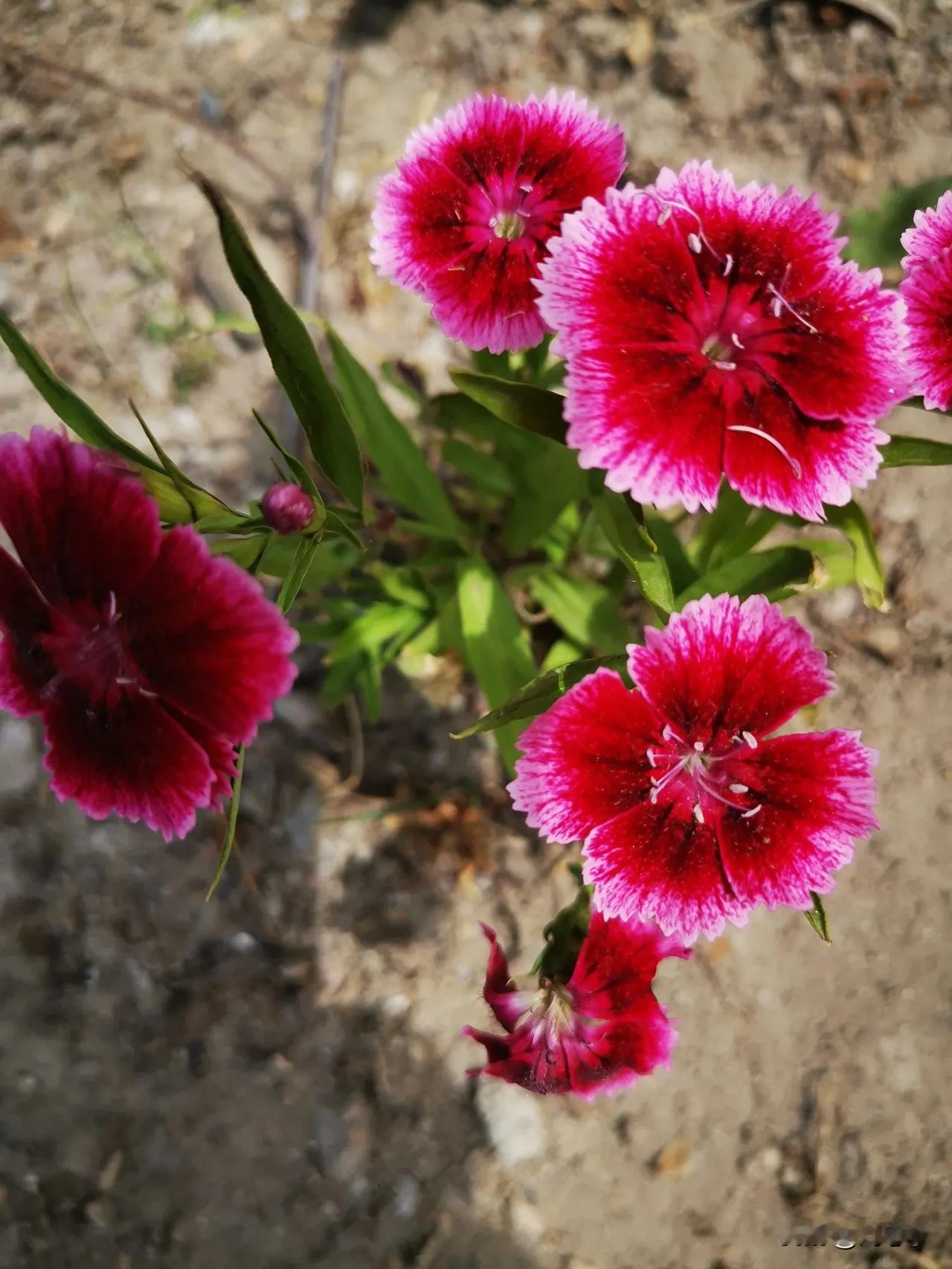 首发原创/刘忠学
石柱花
春日之花醉人眼，花开花园美若仙。物业管理很辛苦，一道靓