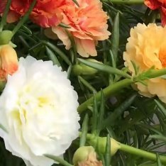 太阳花的种植小方法：1. 栽培方式：园土+颗粒土，不择土壤、耐贫瘠；匍匐生长，浅