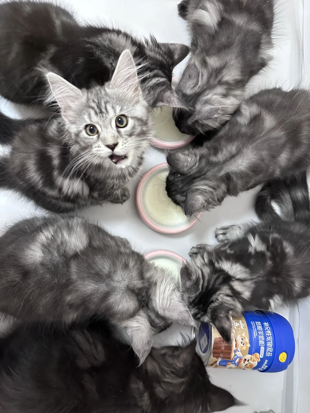 3个月的缅因喝什么？