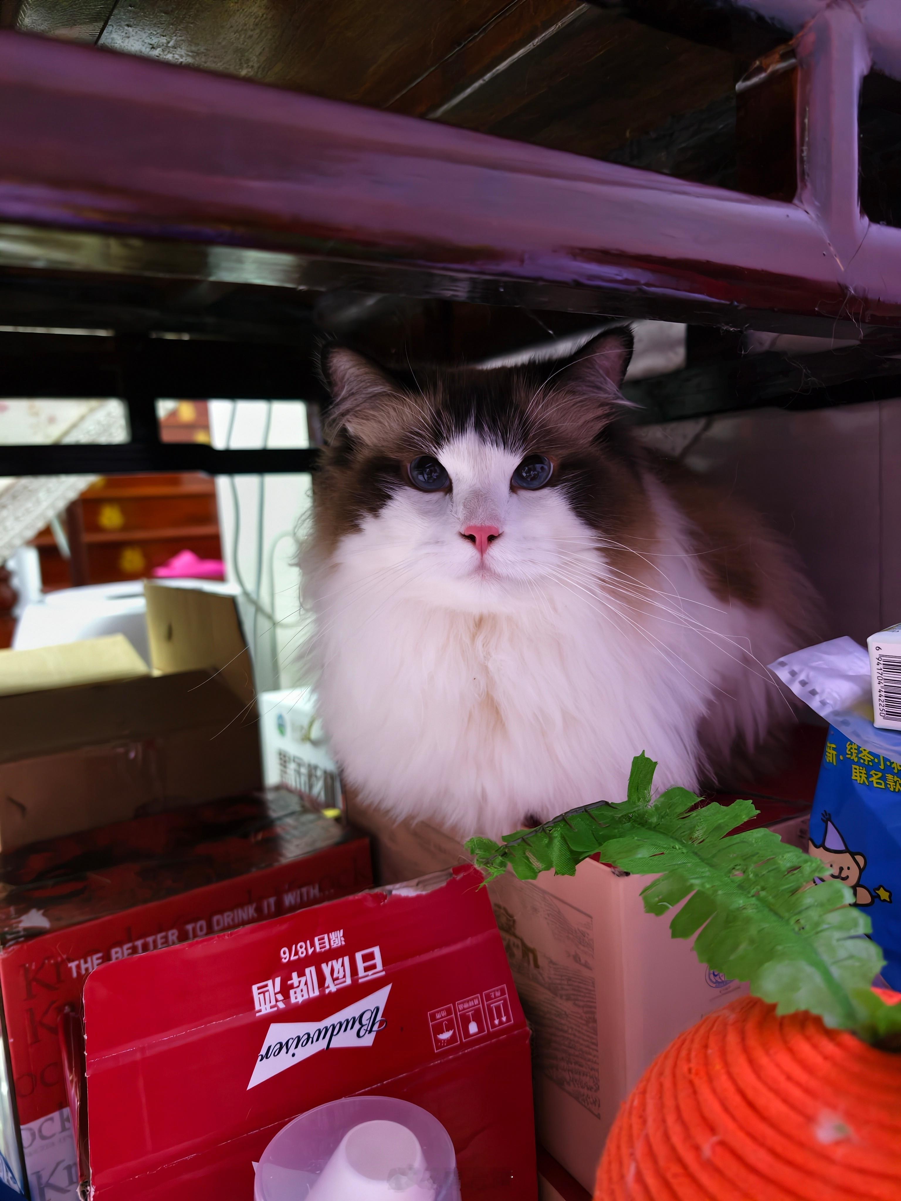 我们家的人胖胖，我们家的猫胖胖 