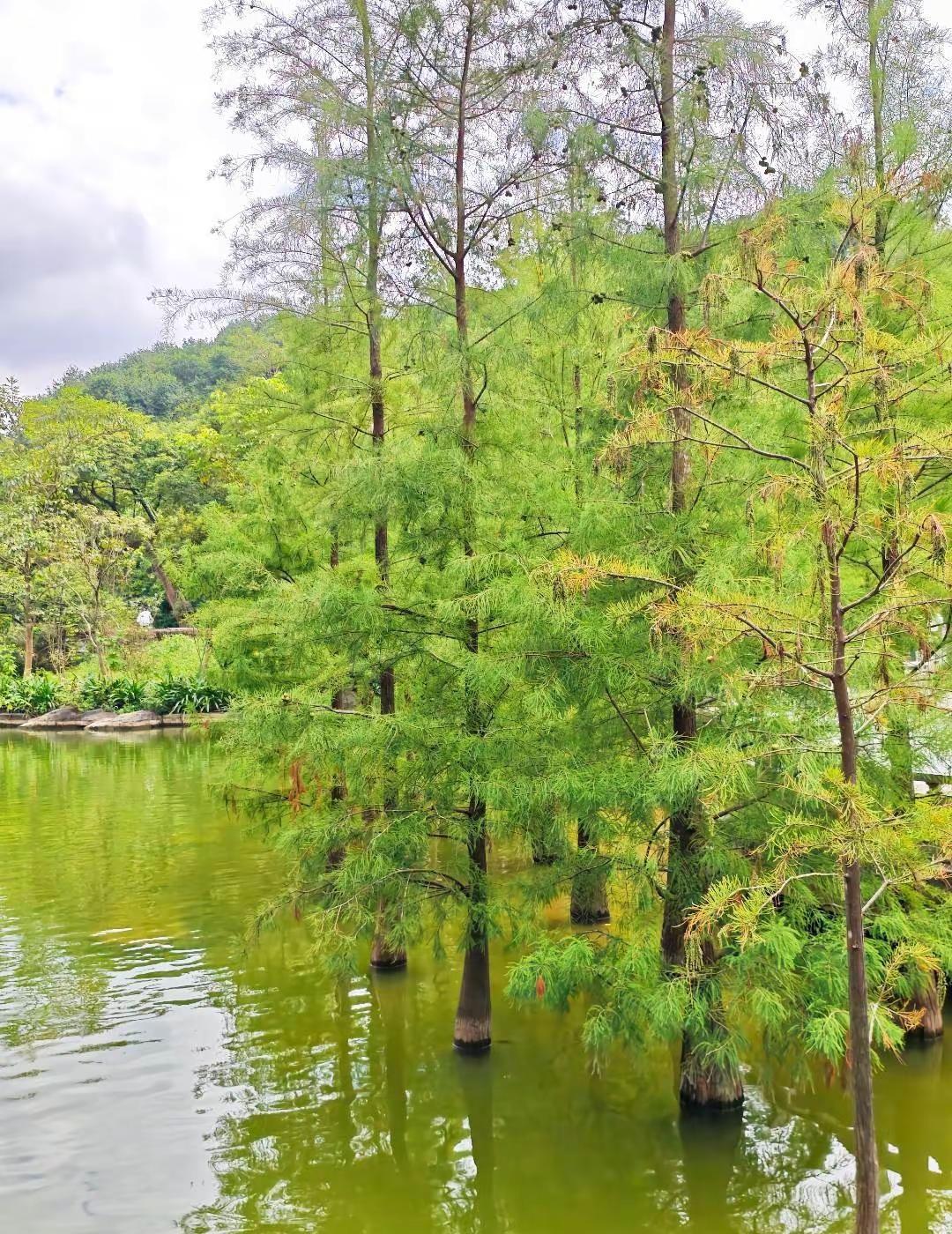 落羽杉的绿也是一种极致浪漫🌳人们似乎只关注12月开始变黄变红的落羽杉，而似乎忘