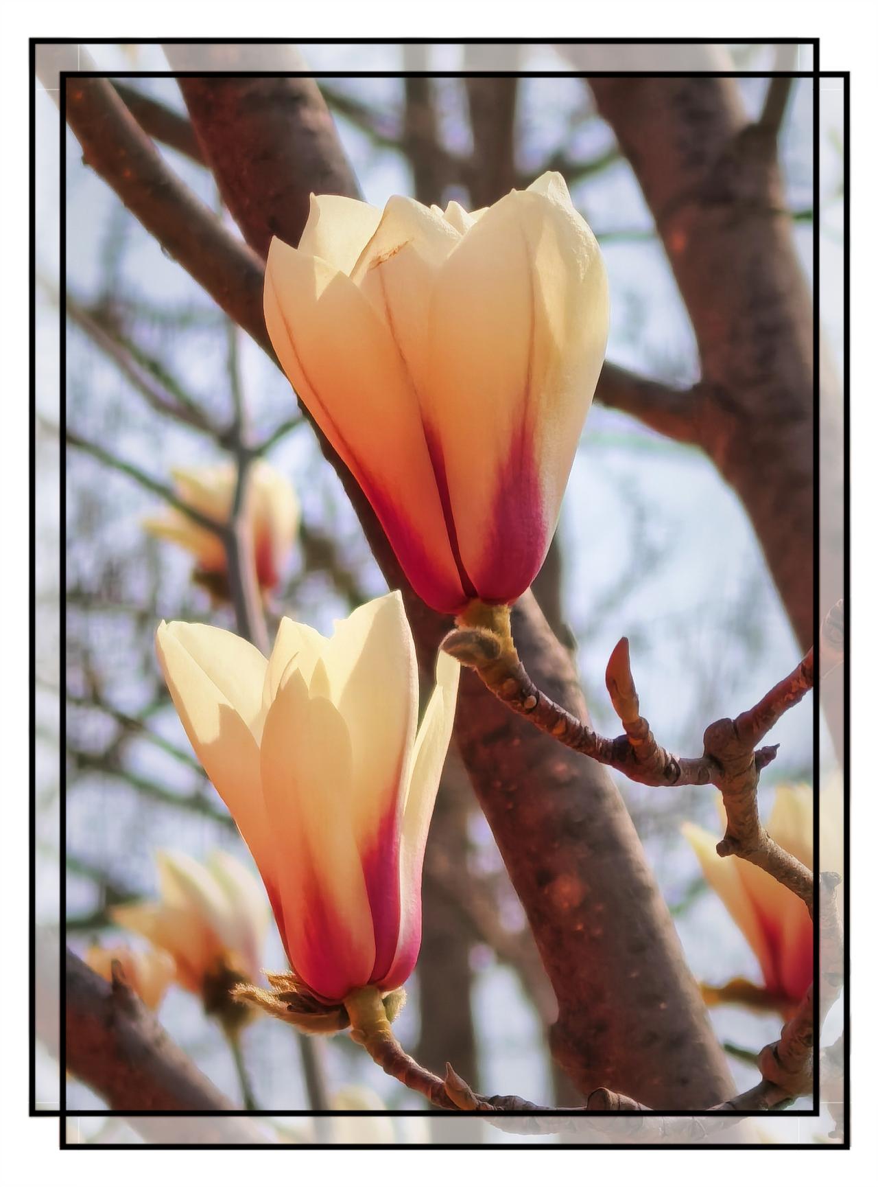 随手一拍玉兰花北京红玉兰