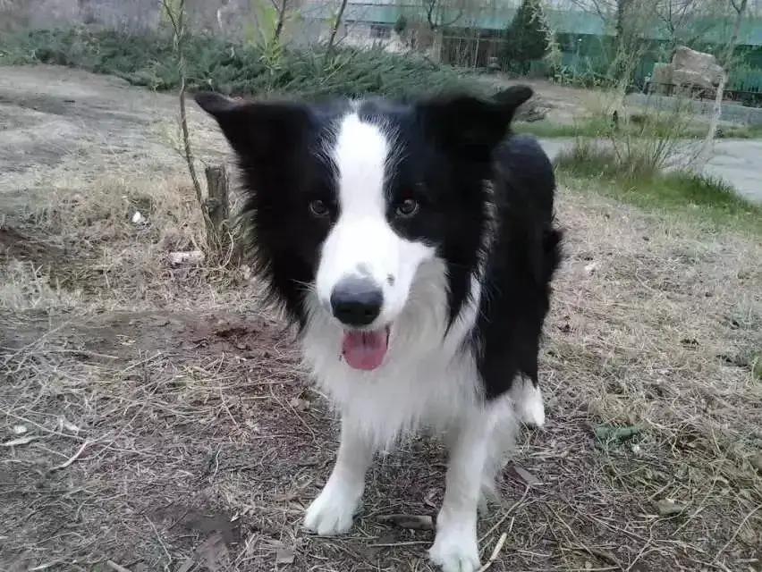 我养过边境牧羊犬，在我的认知里边牧是犬类智商最高的。我家边牧通通和米奇性格温顺，