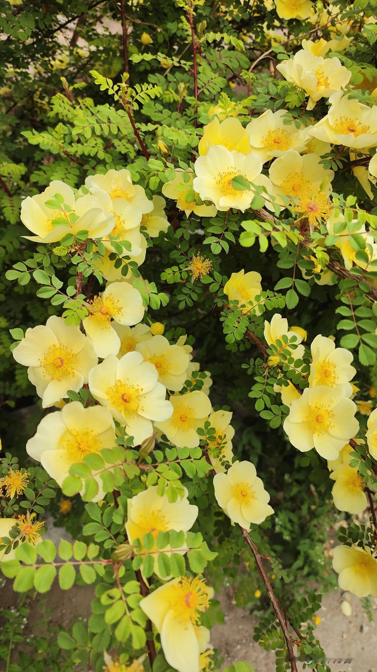 春日生活打卡季春日黄花枝满了，夏日初临意迟迟。暮春初夏凉被己来临。