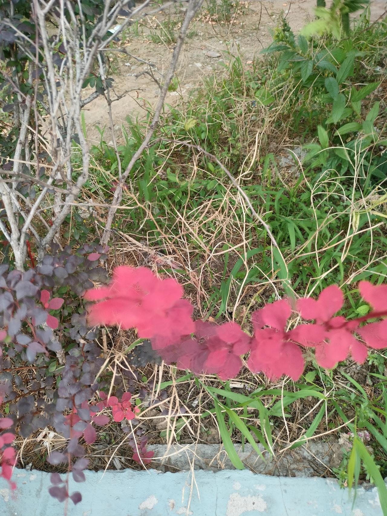 万万没想到，在夏季竟然拍到了秋季的景色。
出去遛弯，在路旁的花坛里看到了一抹红。