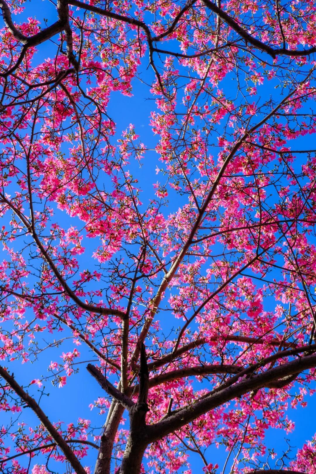 一张图片证明来过长沙