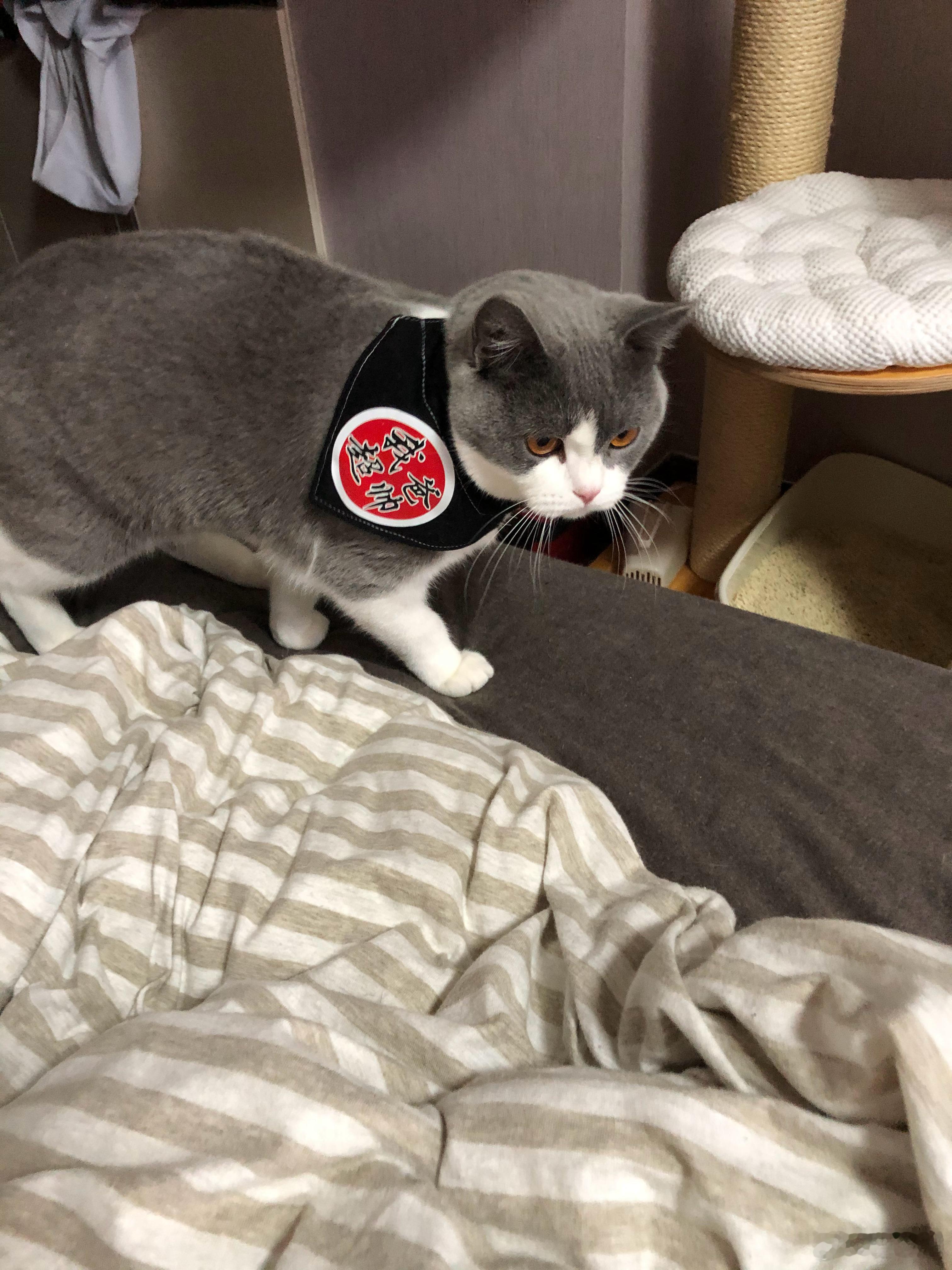 之前在新疆买的猫，最近一直在我妈那养着，好久没见它了，养的透肥，吃的老好了哈哈 