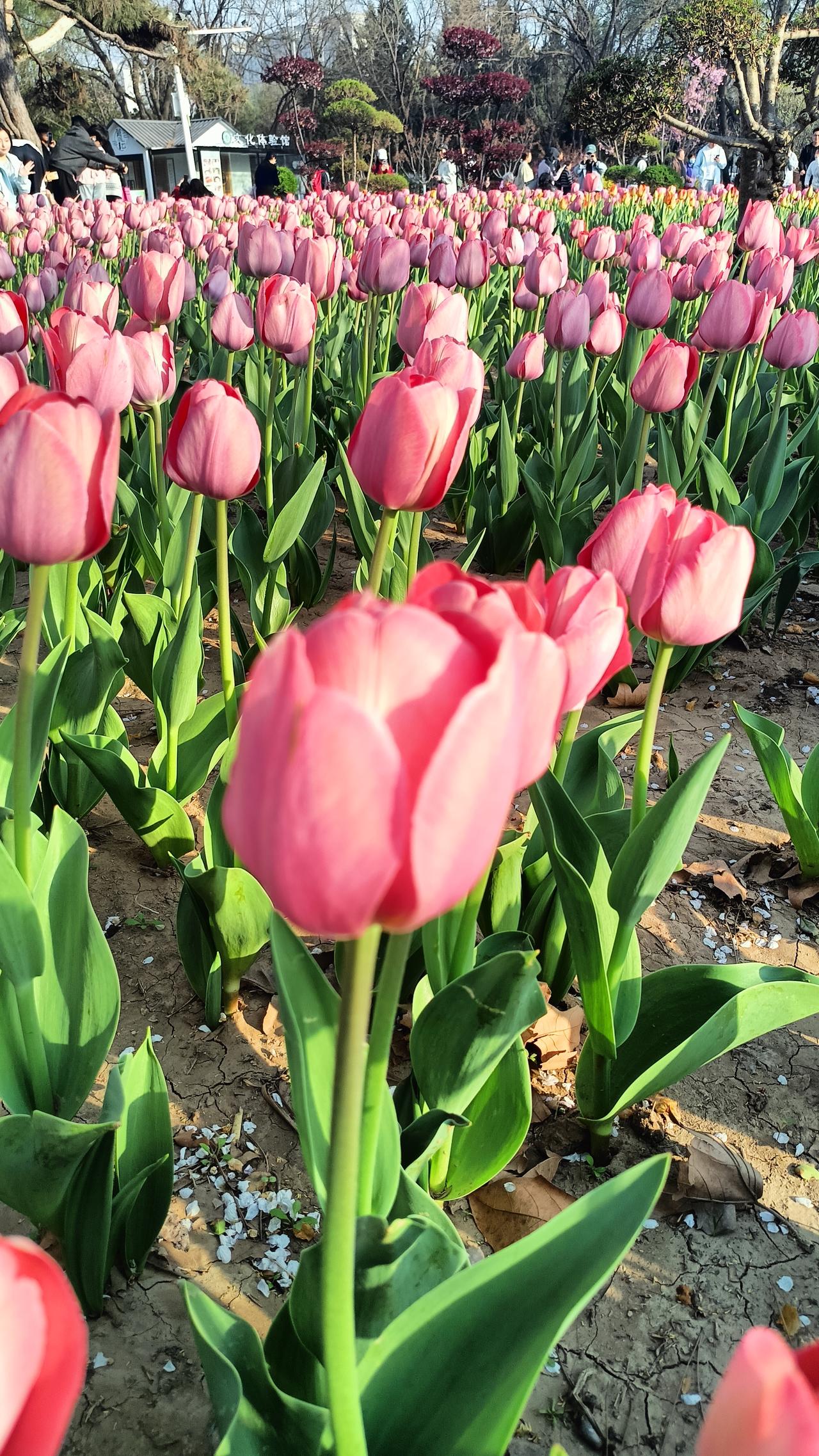 保定植物园，繁花似锦！