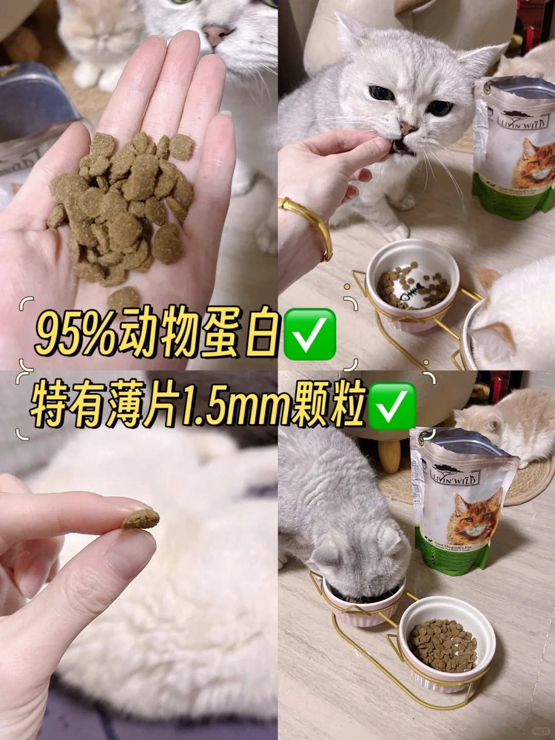 又是富养猫咪的一天