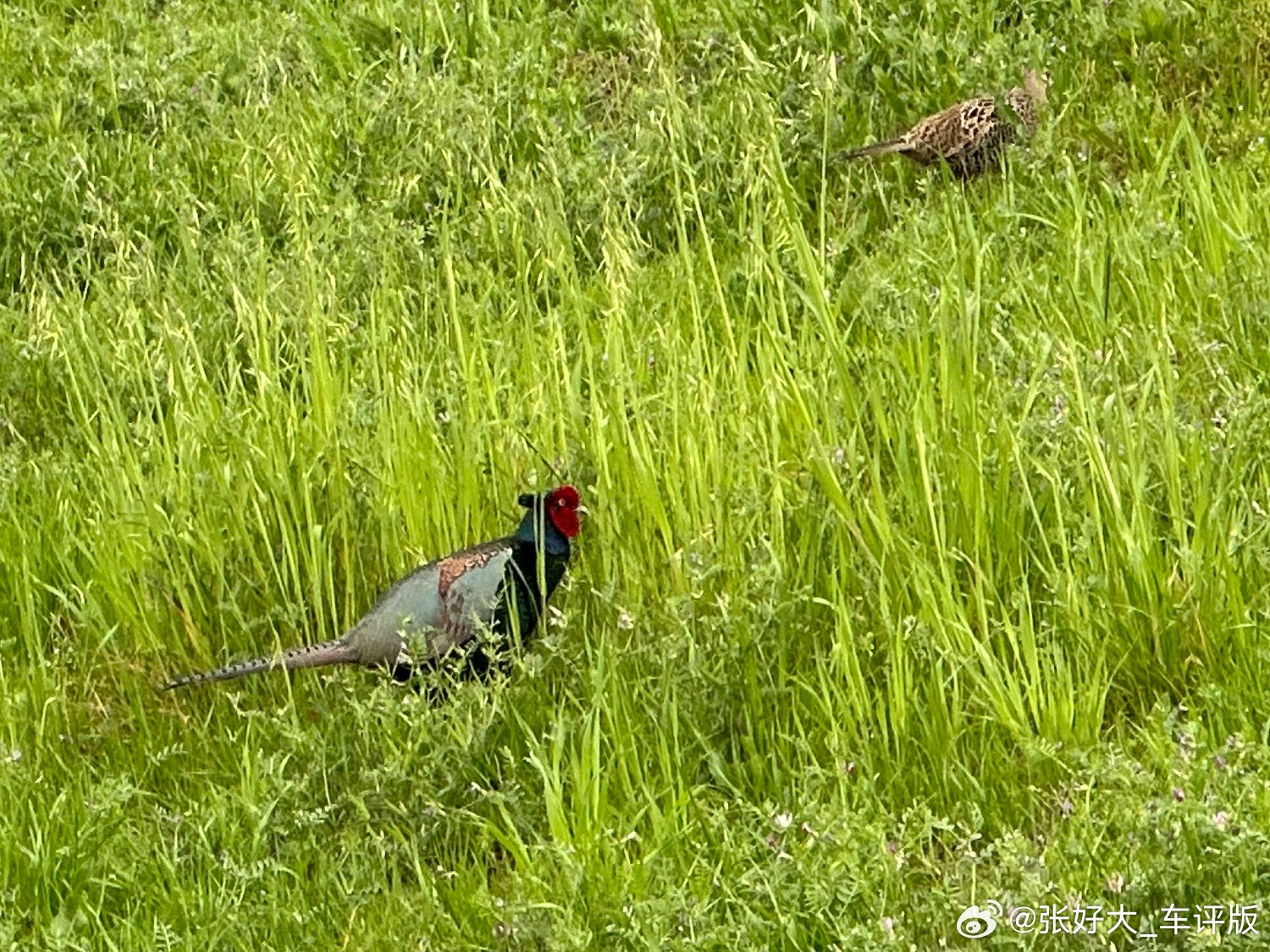 去拔野葱的路上，竟然遇到了稀有款野鸡。可能是上午东京地震的关系，把野鸡都给震出来