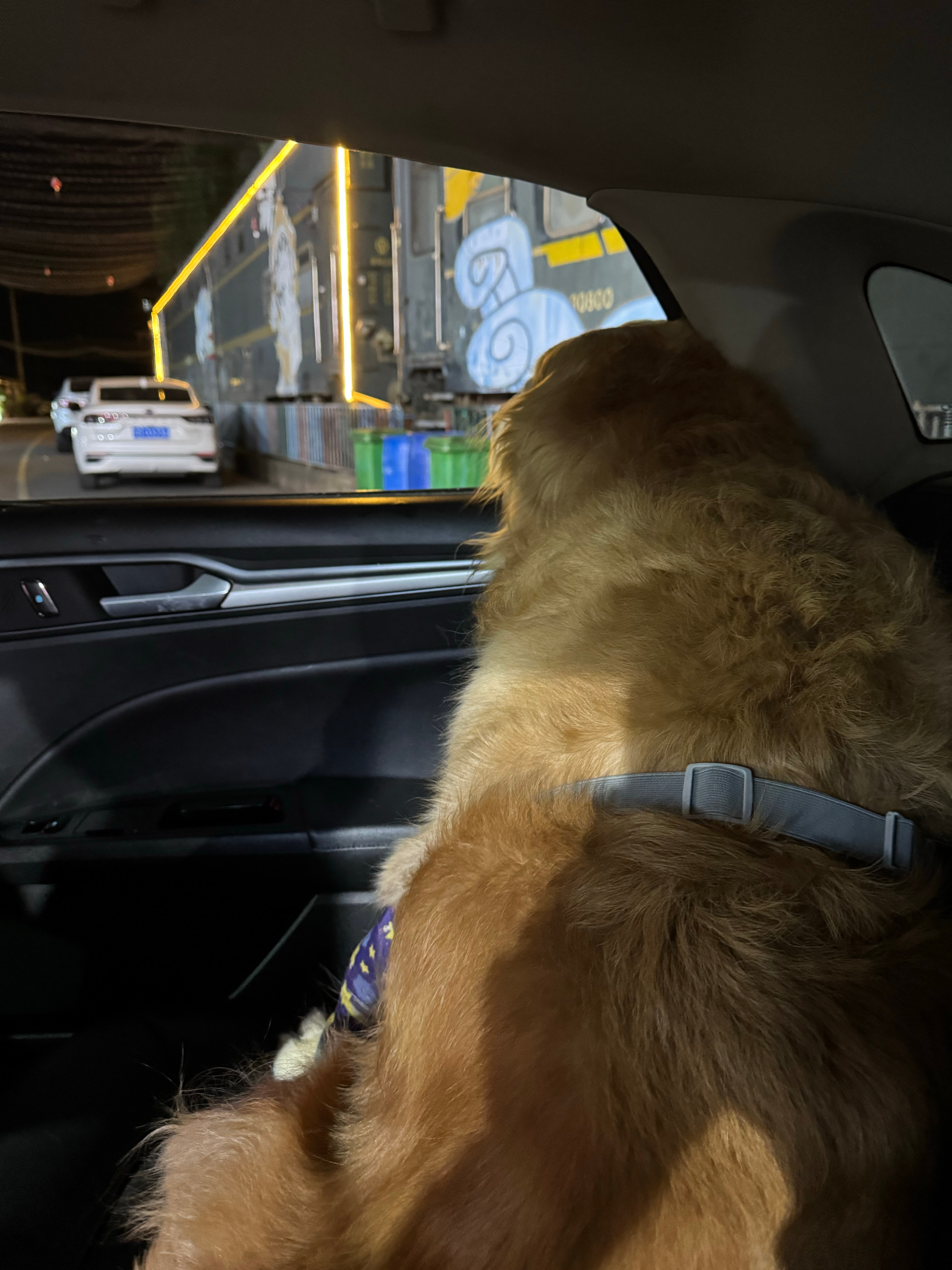王狗坐上了爸爸妈妈的车，哈哈哈。今天有点依赖爸爸妈妈，甚至有点想跟着回爸爸妈妈家