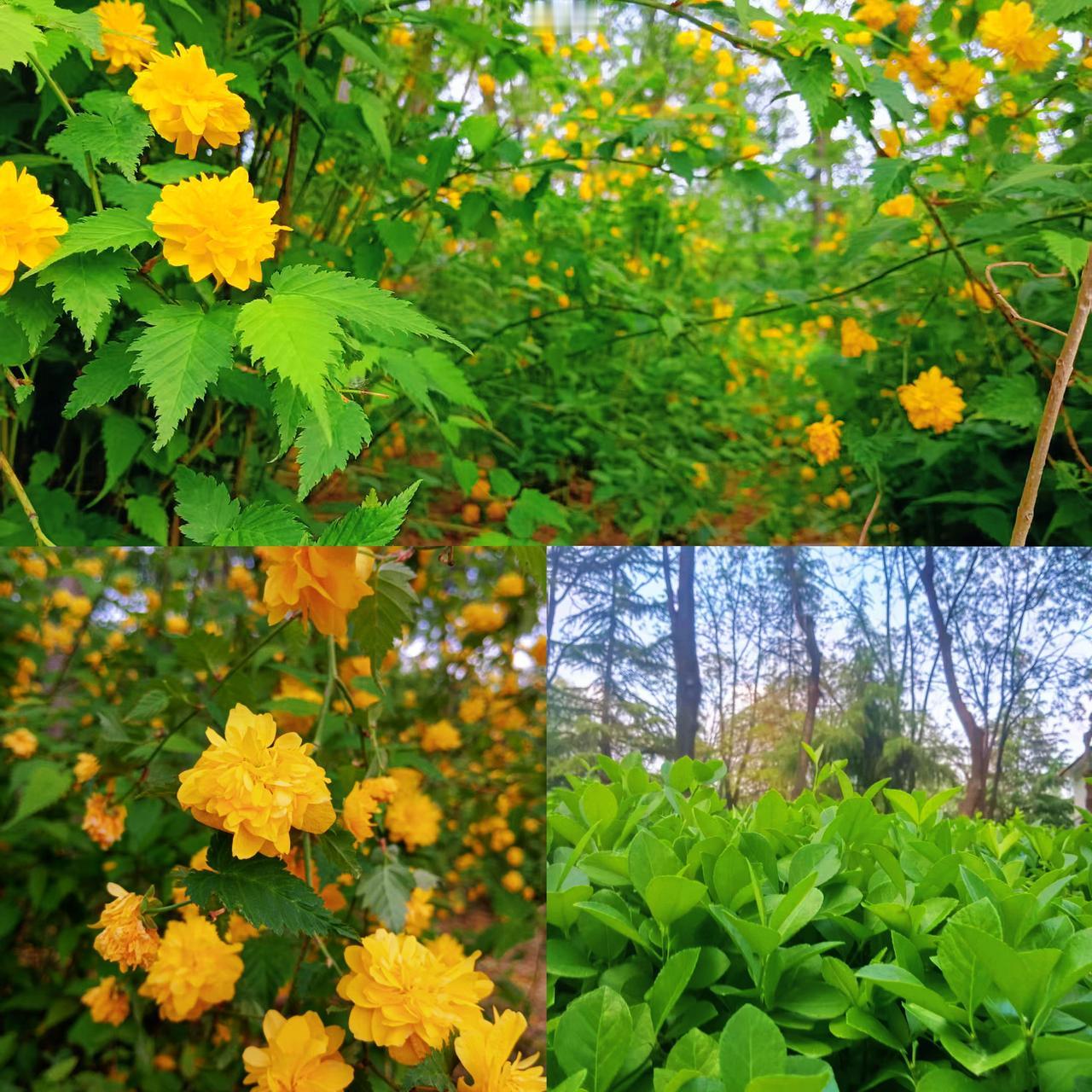 分享一下你拍的花朵哈哈哈哈哈！我最喜欢拍花了