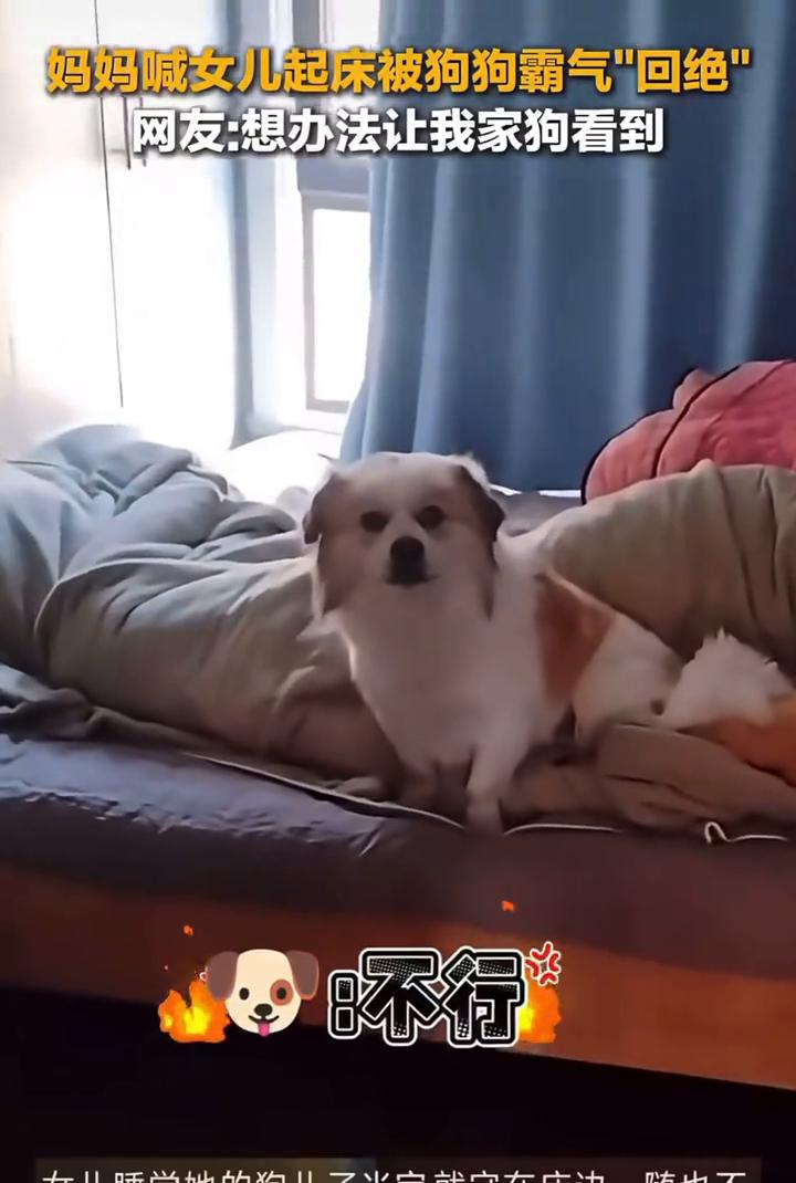 妈妈喊女儿起床被狗狗霸气"回绝"。网友：想办法让我家狗看到。
这是法师带了灵兽，