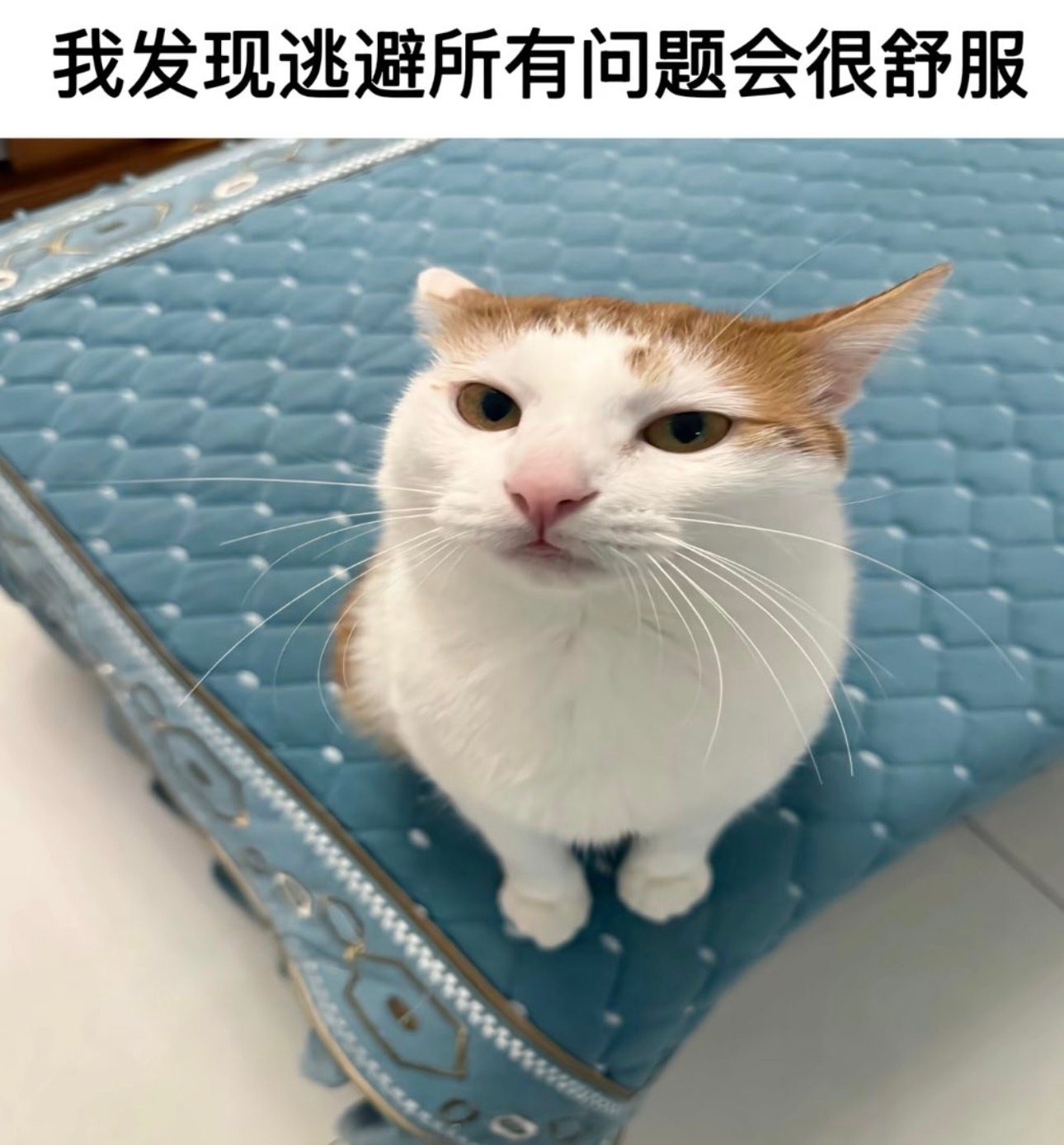 只是短暂的舒服🥲今日memesfunny memememe ​​​