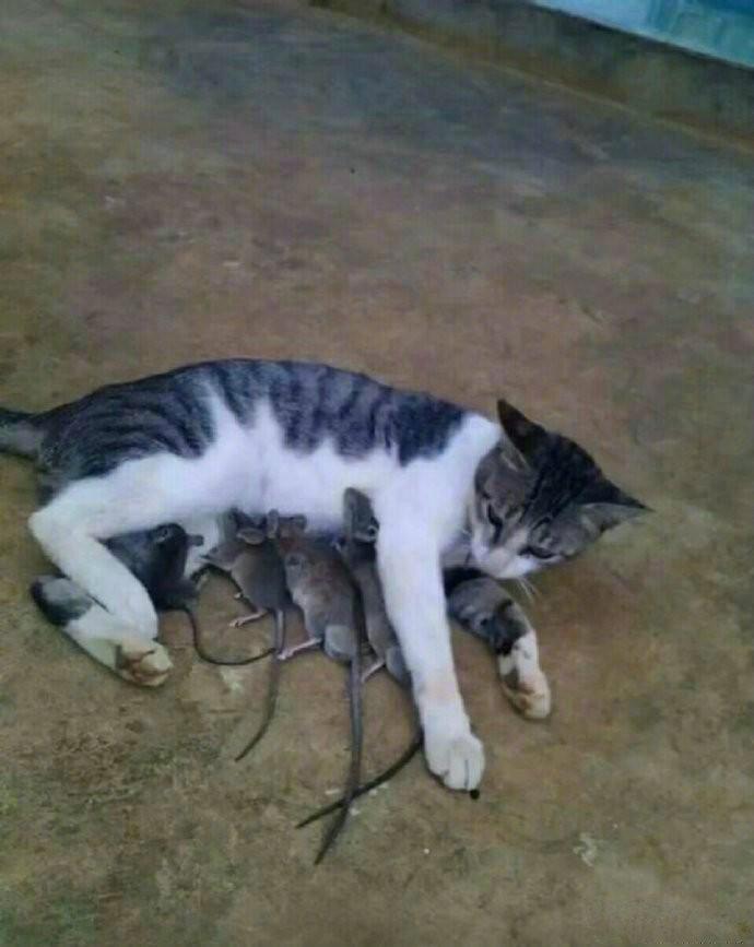 猫:还是自己养的吃着放心！