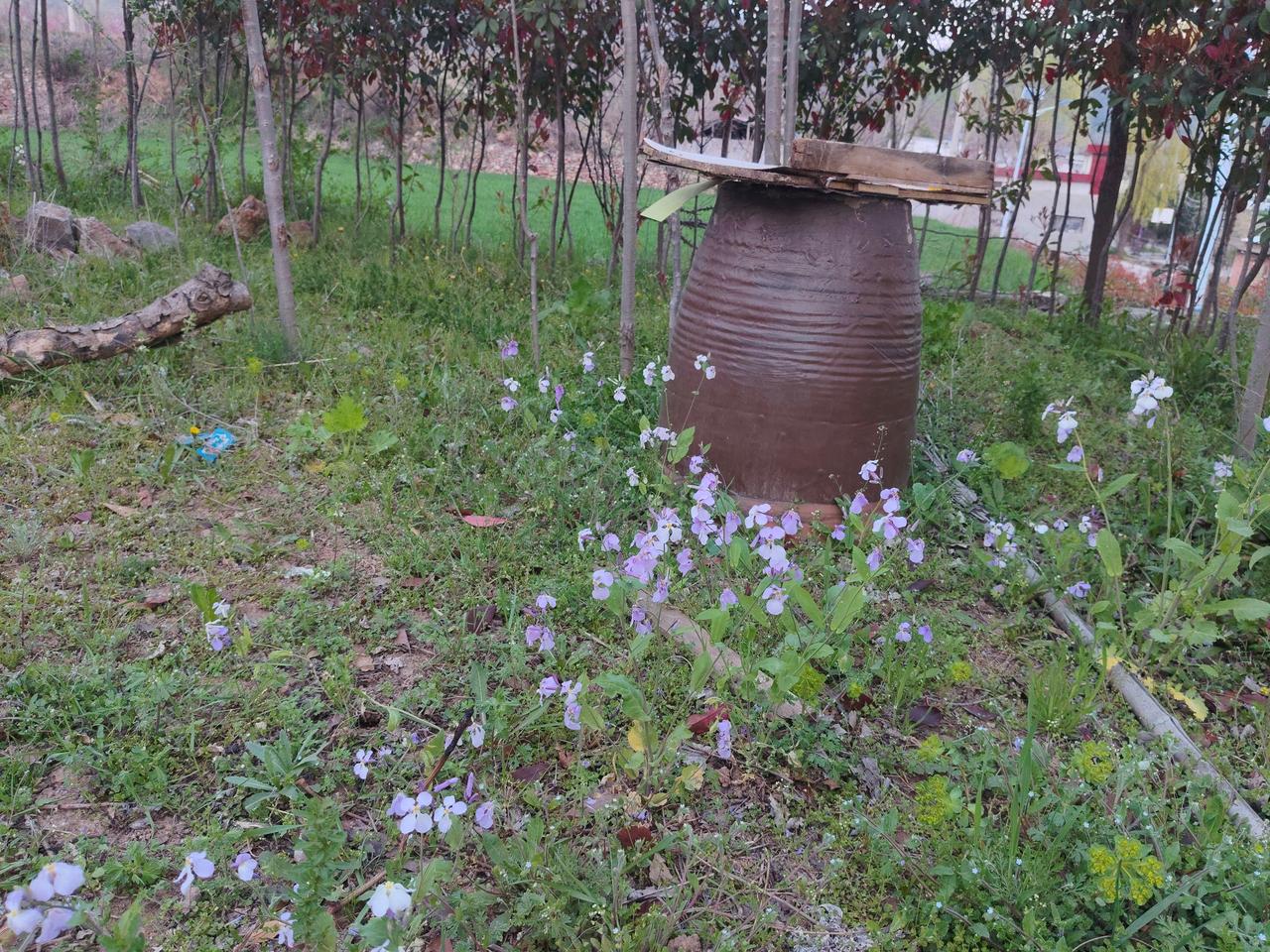 这画面太有乡村生活的氛围感了！旧陶缸往地里一立，配上周围这开得自在的二月兰，还有