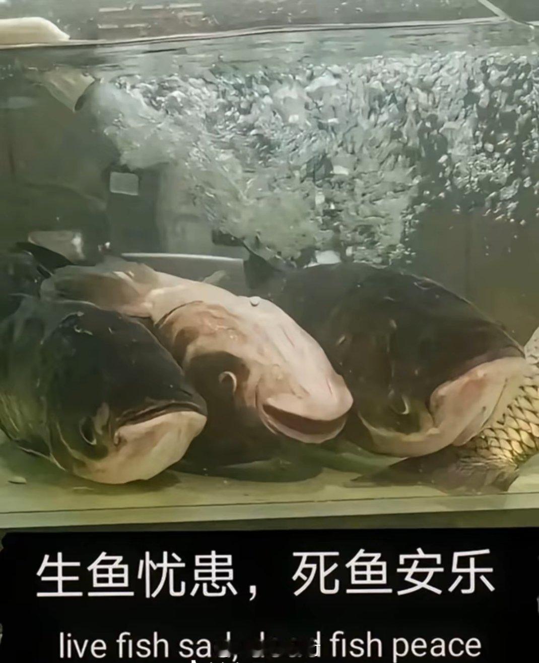 特朗普连发15张图分享中国记忆 廊坊