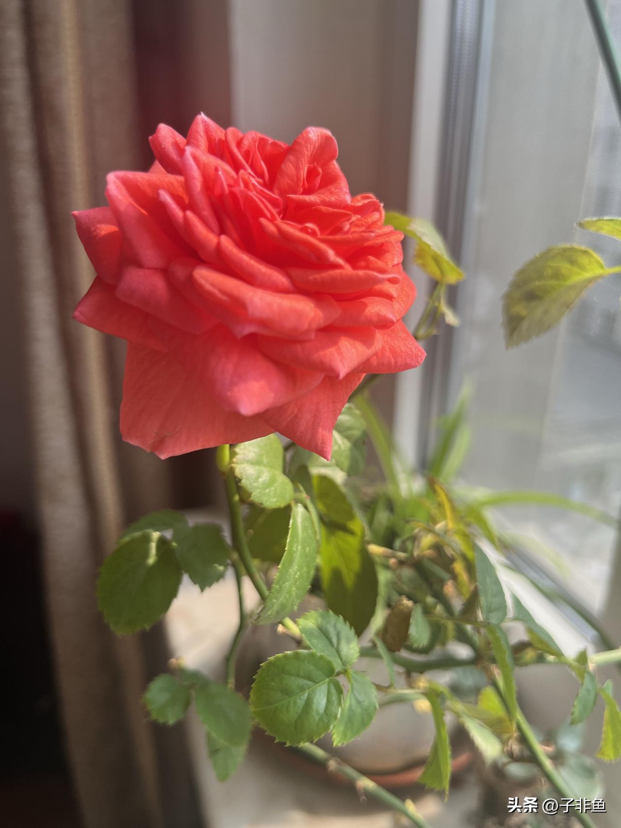 家里的玫瑰花
今天特意为我开了
祝我节日快乐
今天放下家务
只管漂亮自在
不要亏