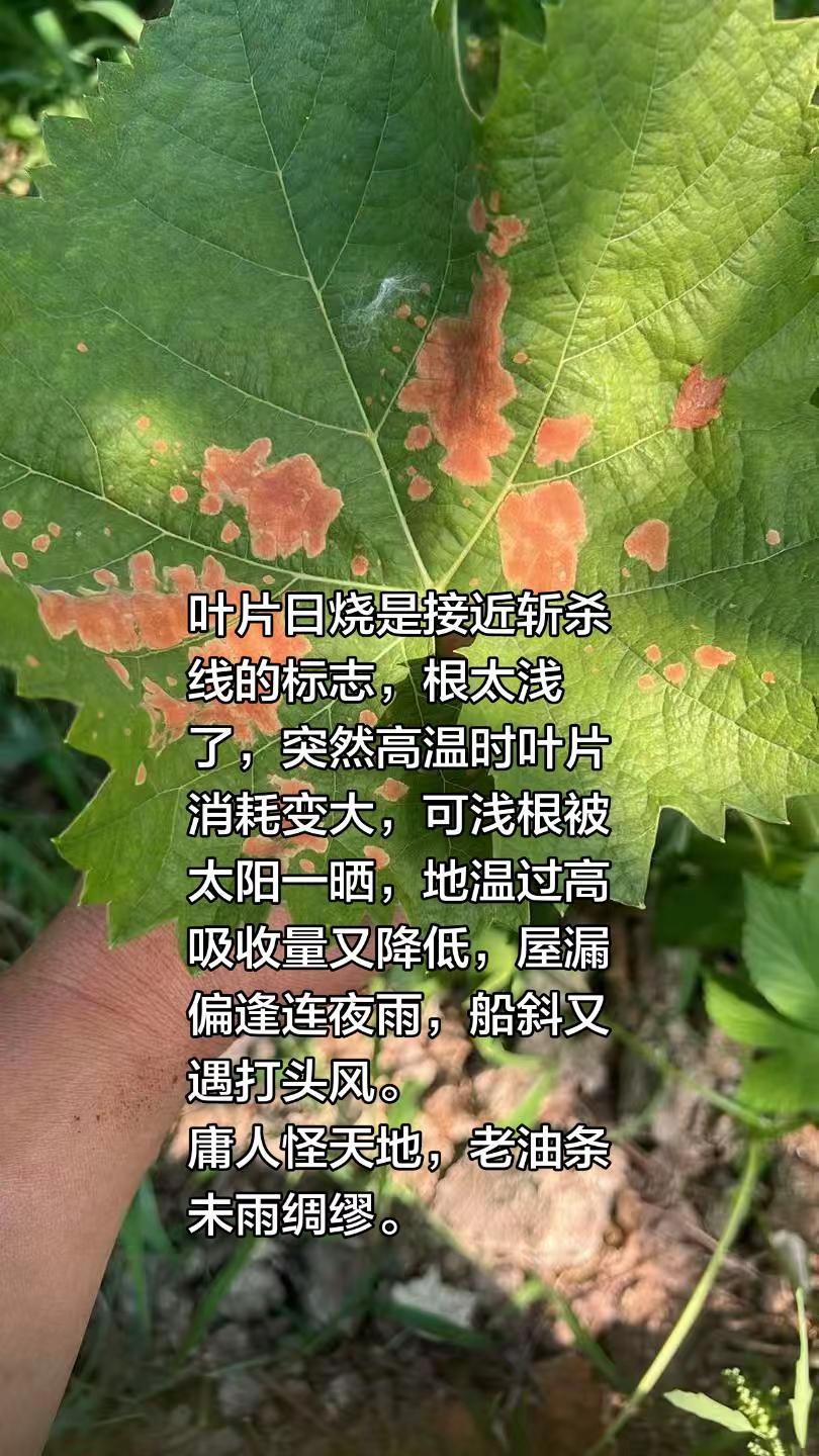 叶片日烧