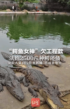 笑不活了！广东中山，一女子因欠工程款不给，养殖的2500斤鳄鱼被法拍，其中有条更