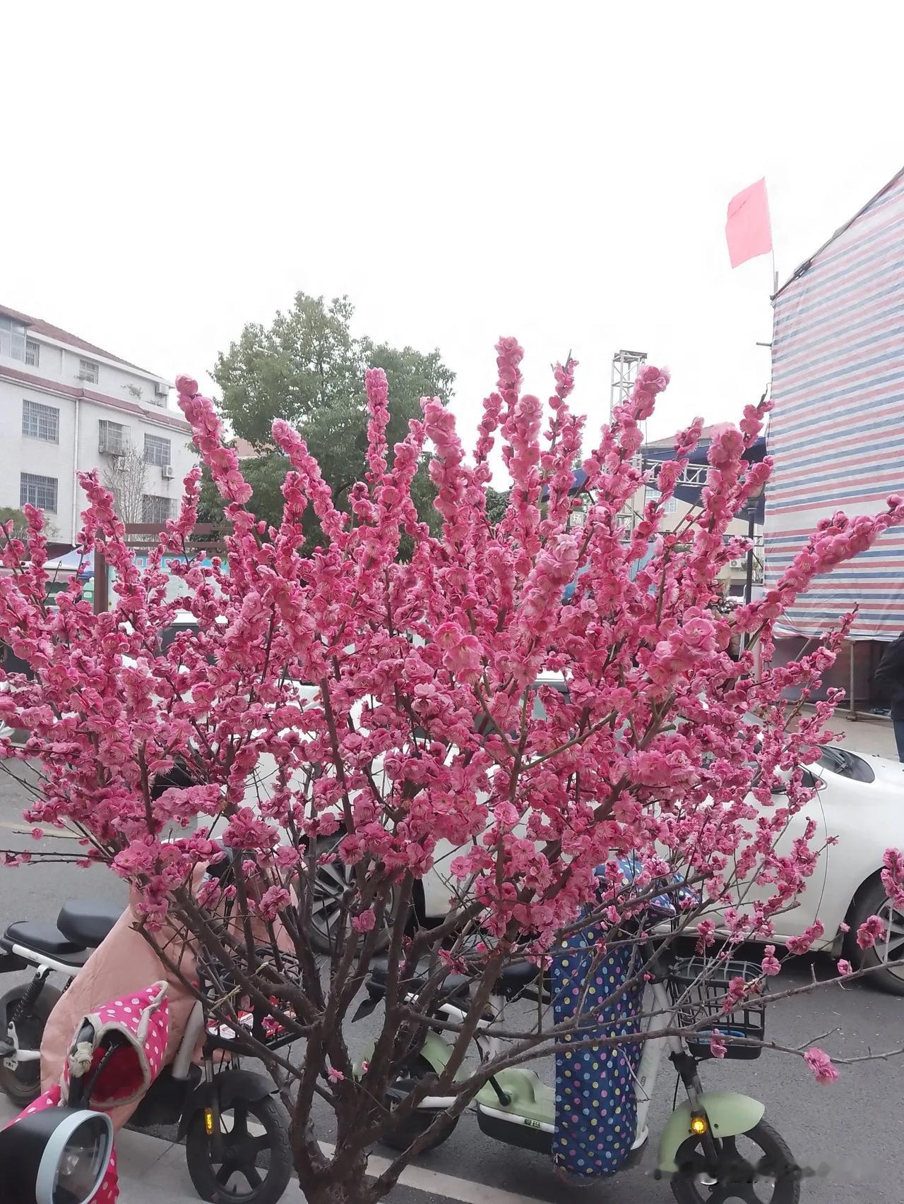 它的盛开表明
春天来了！